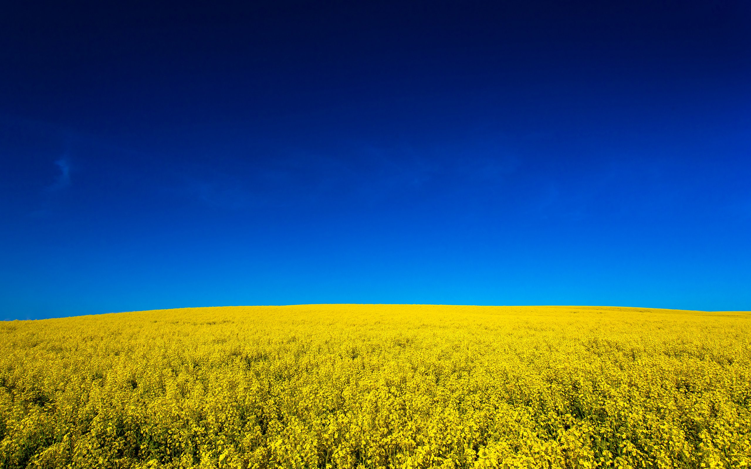 Обои небо, цветы, природа, поле, жёлтая, неба, желтое, fields, на природе, канола, canola, the sky, flowers, nature, field, yellow, sky разрешение 2880x1920 Загрузить