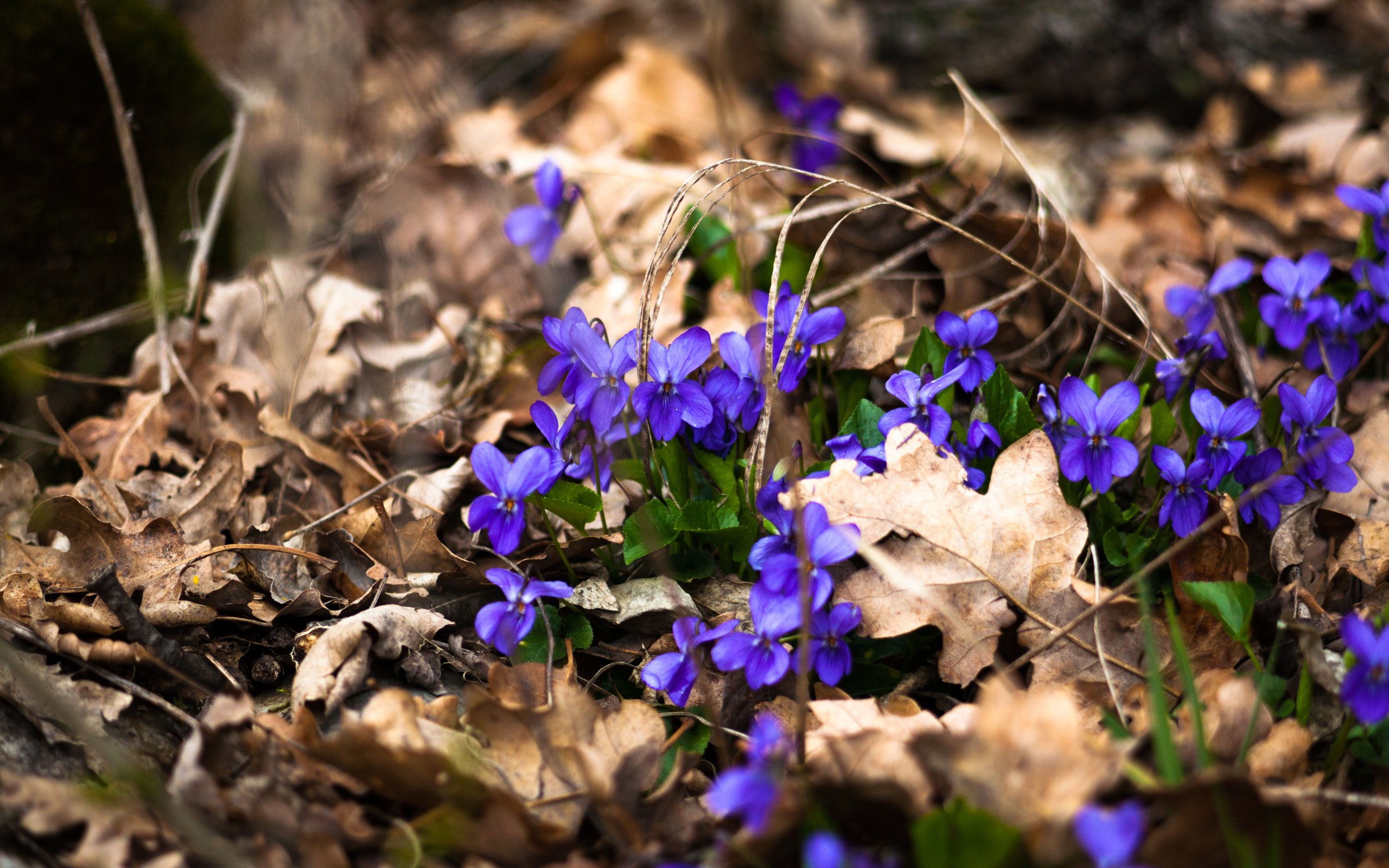 Обои цветы, природа, весна, flowers, nature, spring разрешение 4368x2912 Загрузить