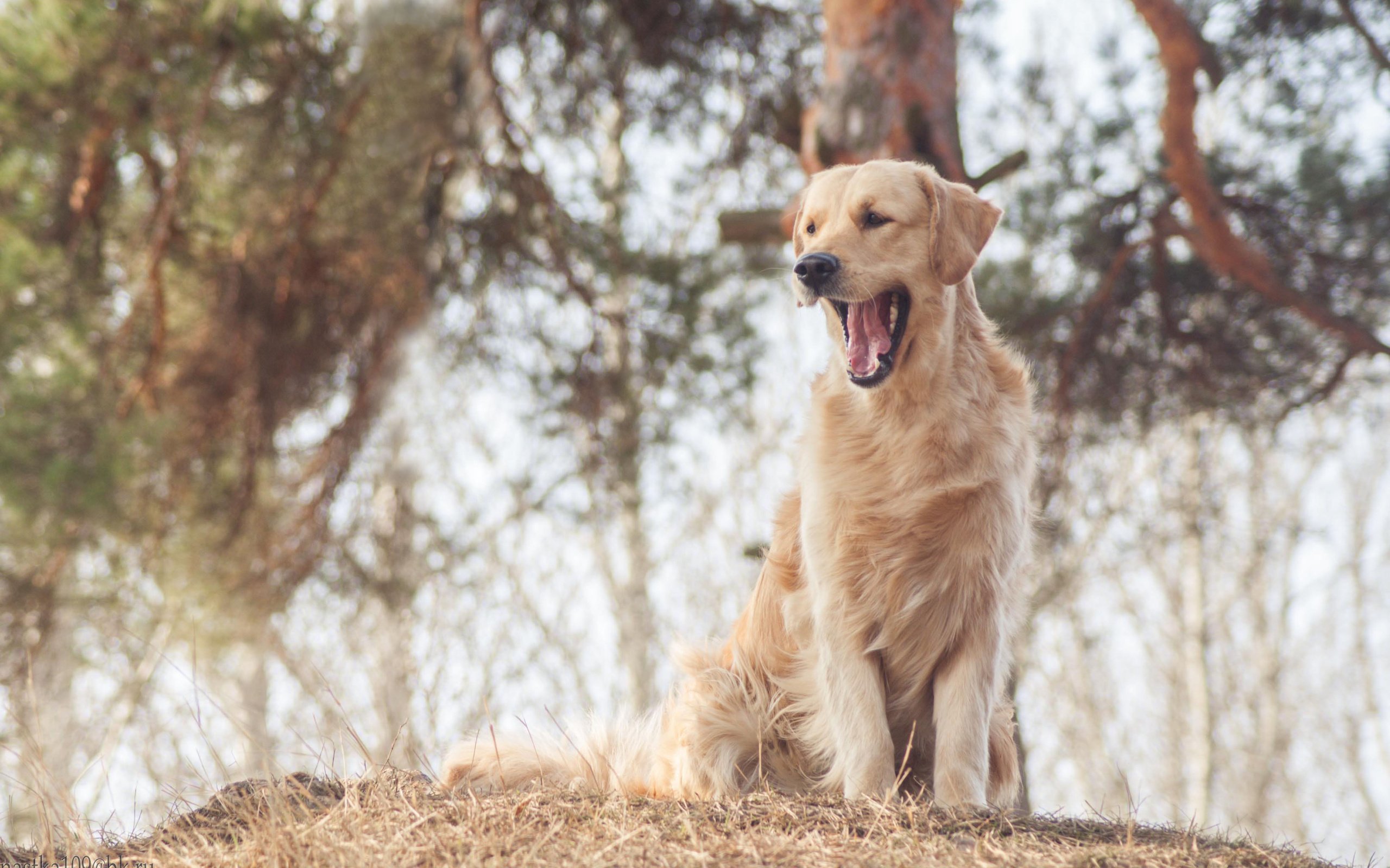 Обои собака, золотистый ретривер, cобака, dog, golden retriever разрешение 3285x2237 Загрузить