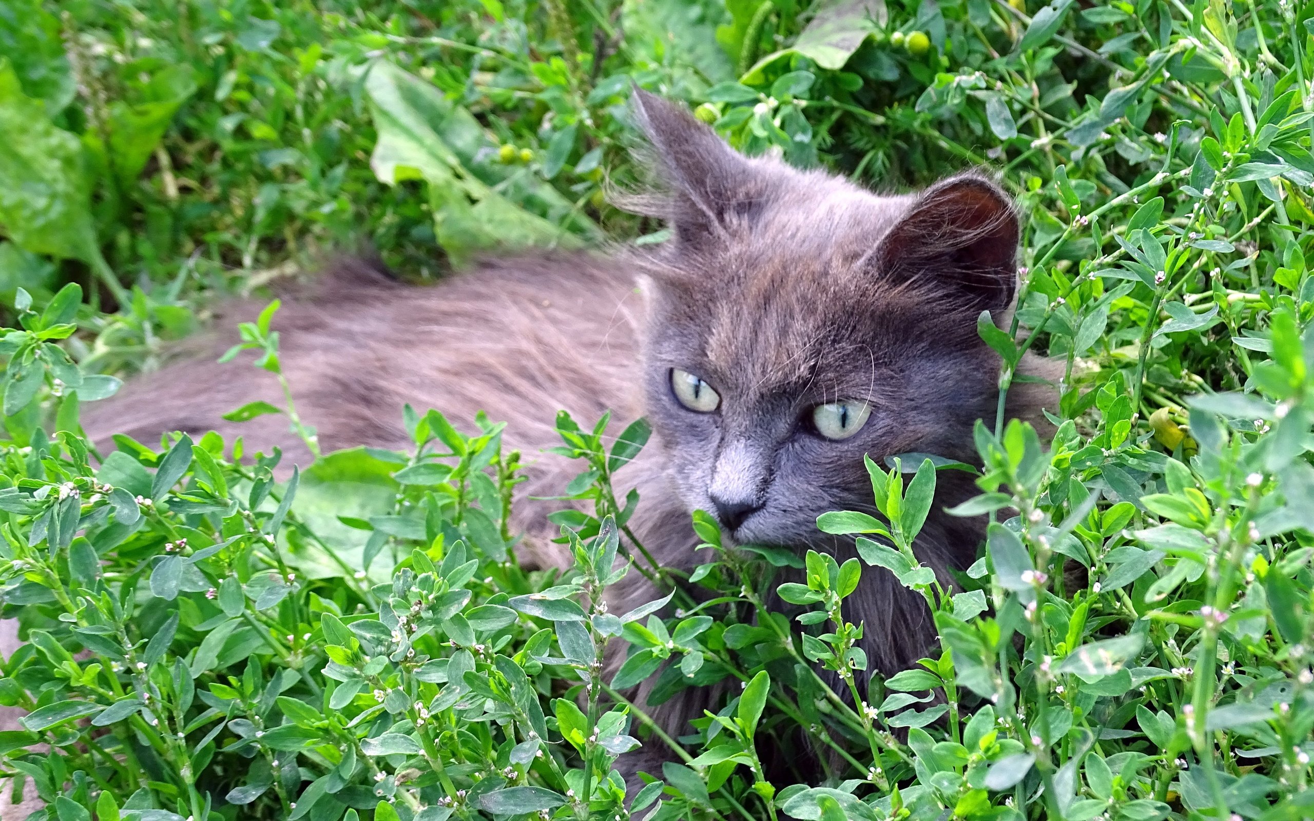 Обои трава, кот, кошка, серый, grass, cat, grey разрешение 5184x3888 Загрузить