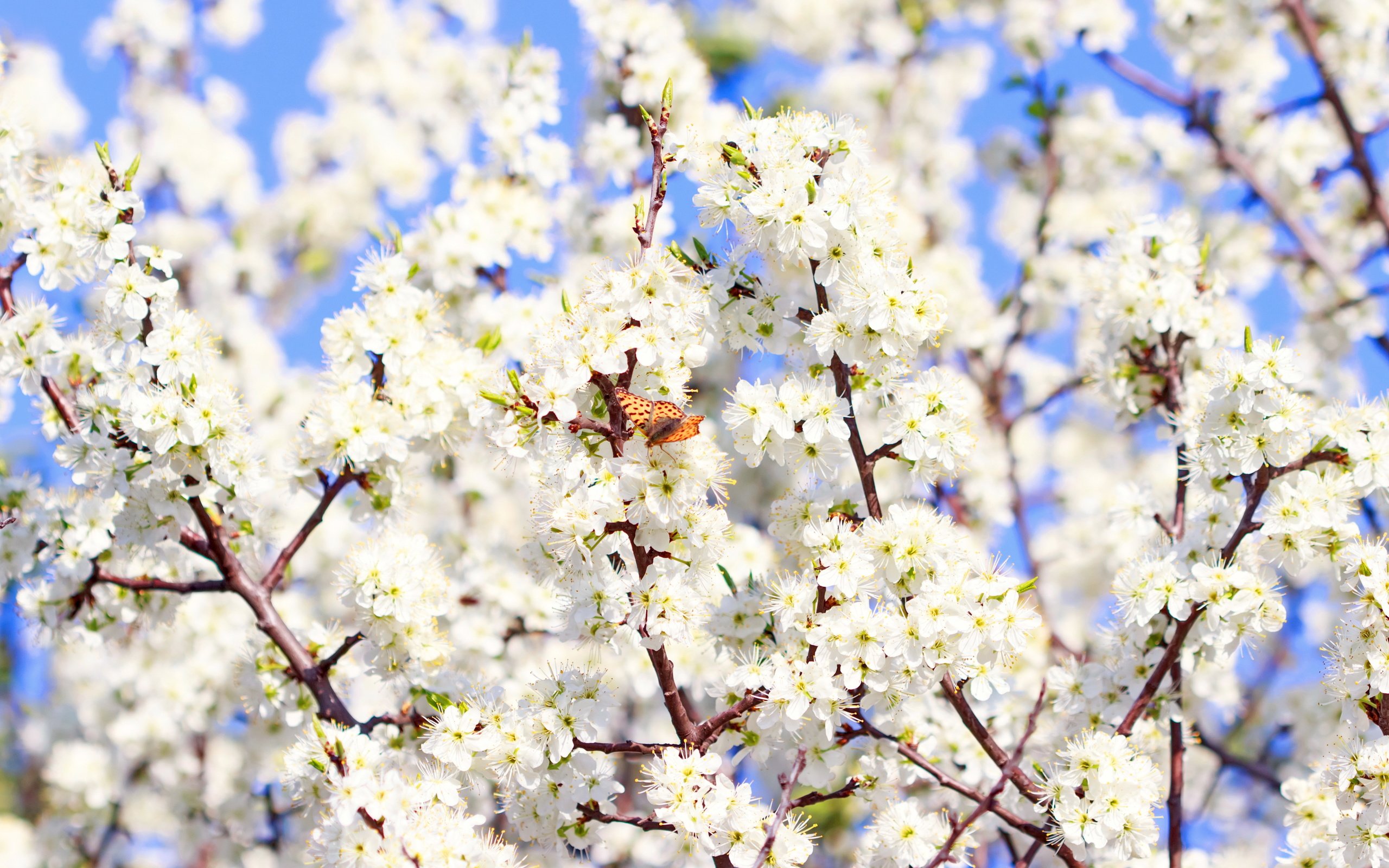 Обои цветение, бабочка, весна,  цветы, blossom, весенние, sunshine, flowering, butterfly, spring, flowers разрешение 6255x4170 Загрузить