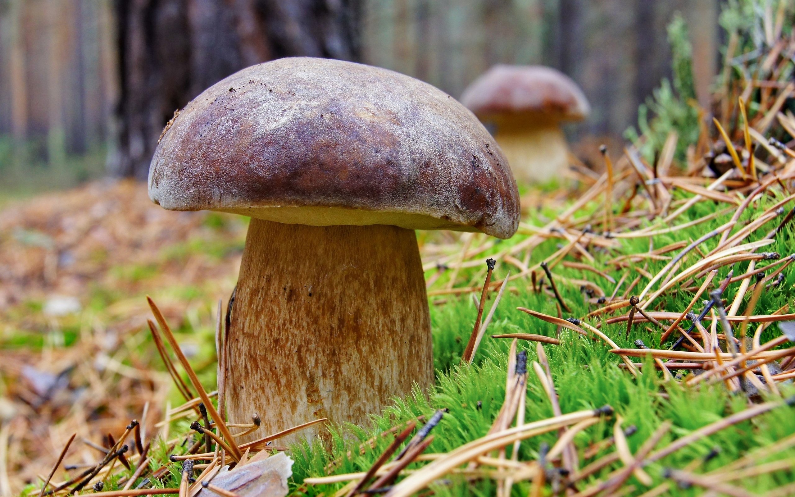 Обои трава, природа, хвоя, макро, осень, грибы, grass, nature, needles, macro, autumn, mushrooms разрешение 4000x2951 Загрузить