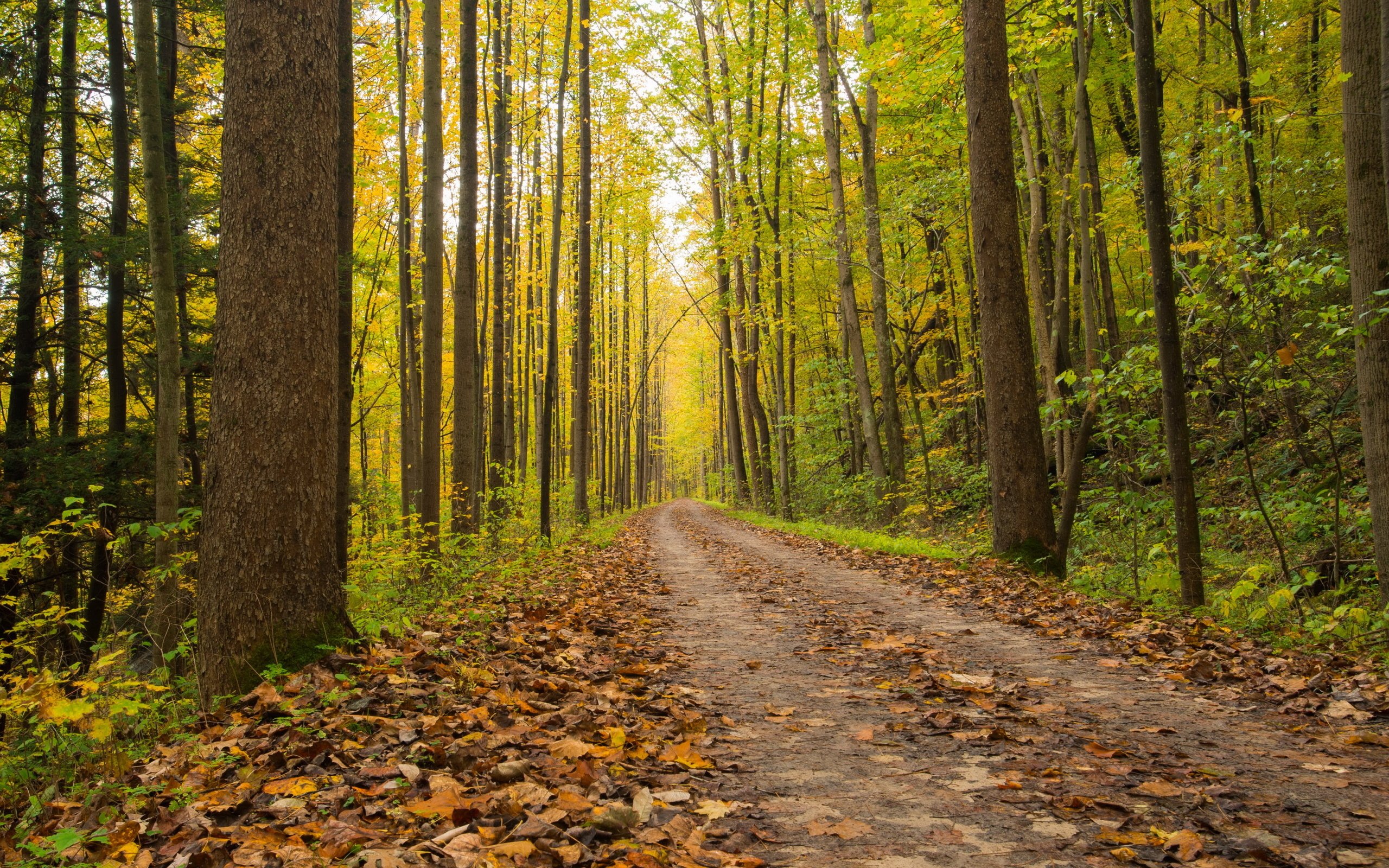 Обои дорога, лес, осень, road, forest, autumn разрешение 2560x1707 Загрузить