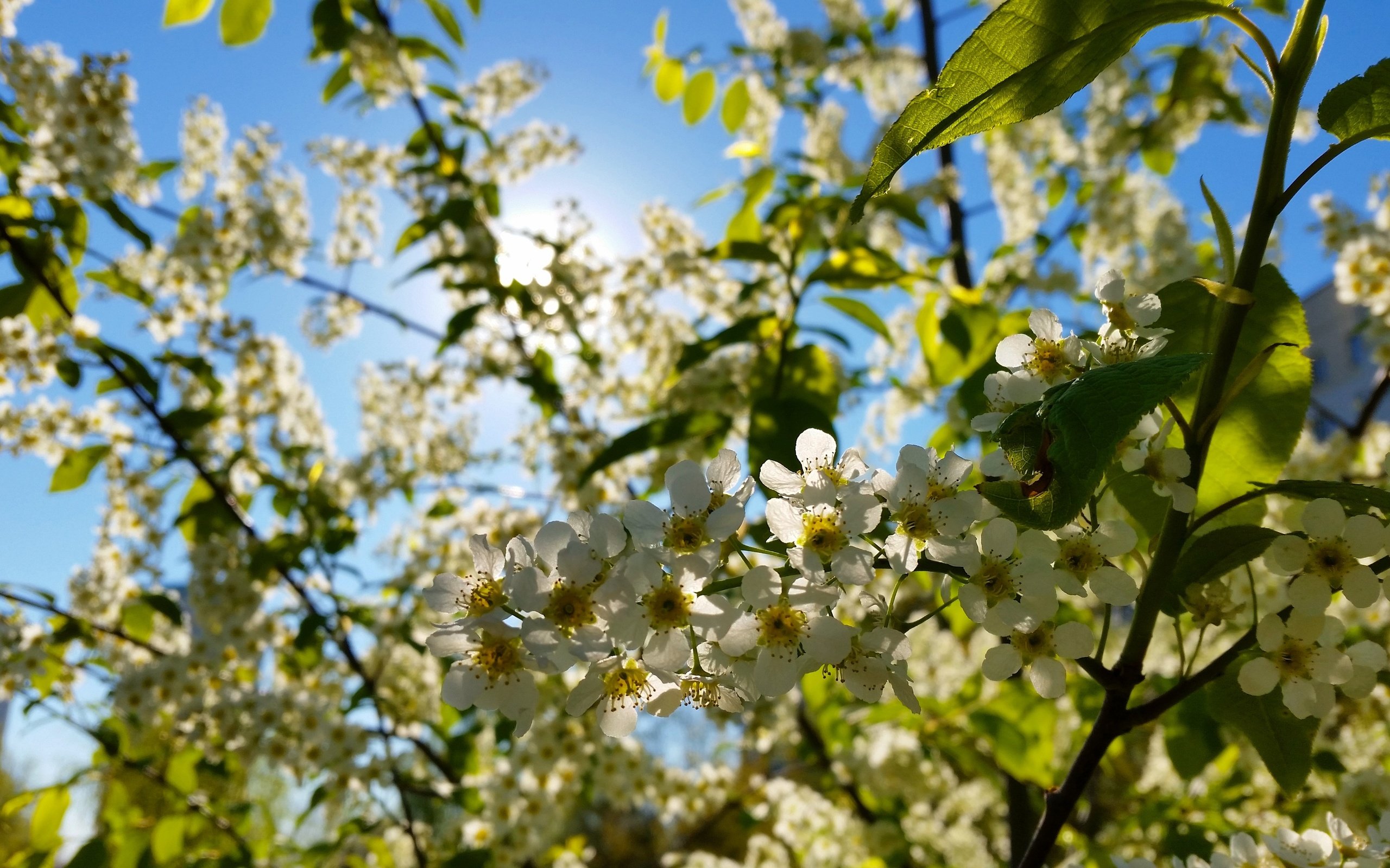 Обои цветы, макро, вишня, белые, соцветия, боке, flowers, macro, cherry, white, inflorescence, bokeh разрешение 4096x2304 Загрузить