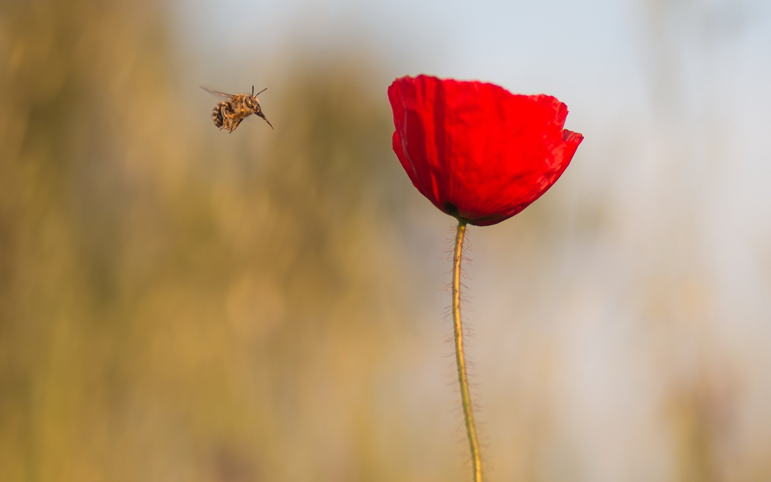 Обои макро, насекомое, цветок, красный, мак, стебель, macro, insect, flower, red, mac, stem разрешение 3712x2088 Загрузить