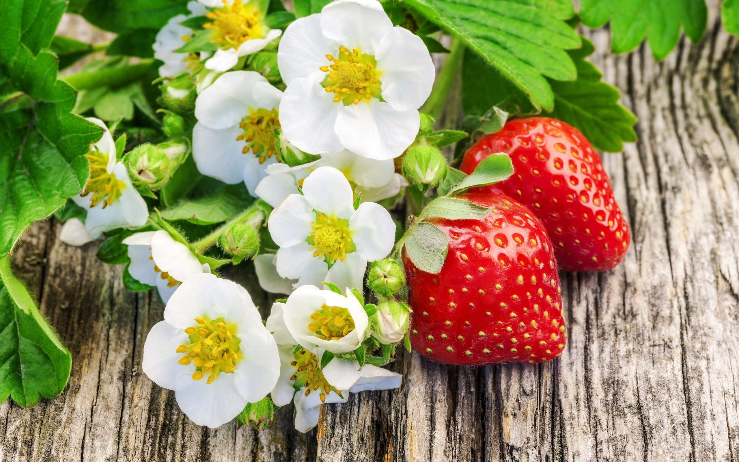 Обои цветы, клубника, ягоды, flowers, strawberry, berries разрешение 2880x1920 Загрузить