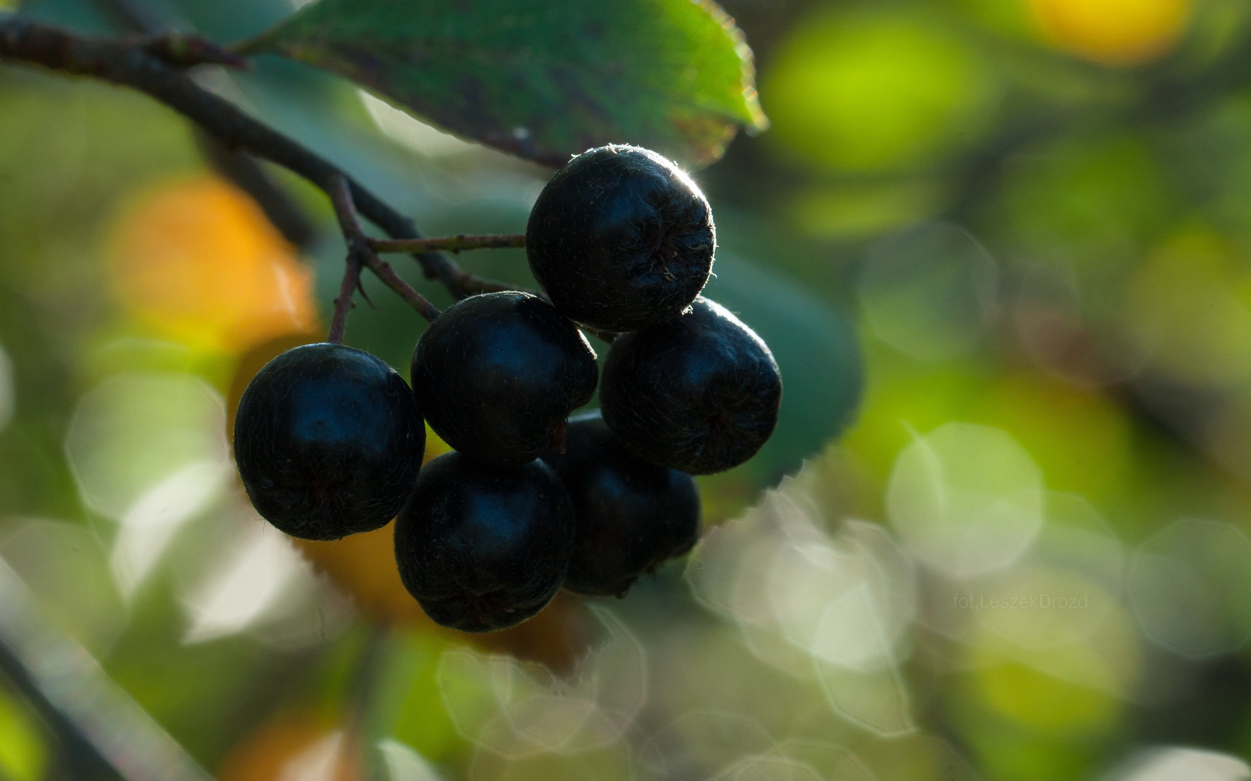 Обои природа, макро, осень, ягоды, боке, черноплодная рябина, nature, macro, autumn, berries, bokeh, chokeberry разрешение 3609x2406 Загрузить