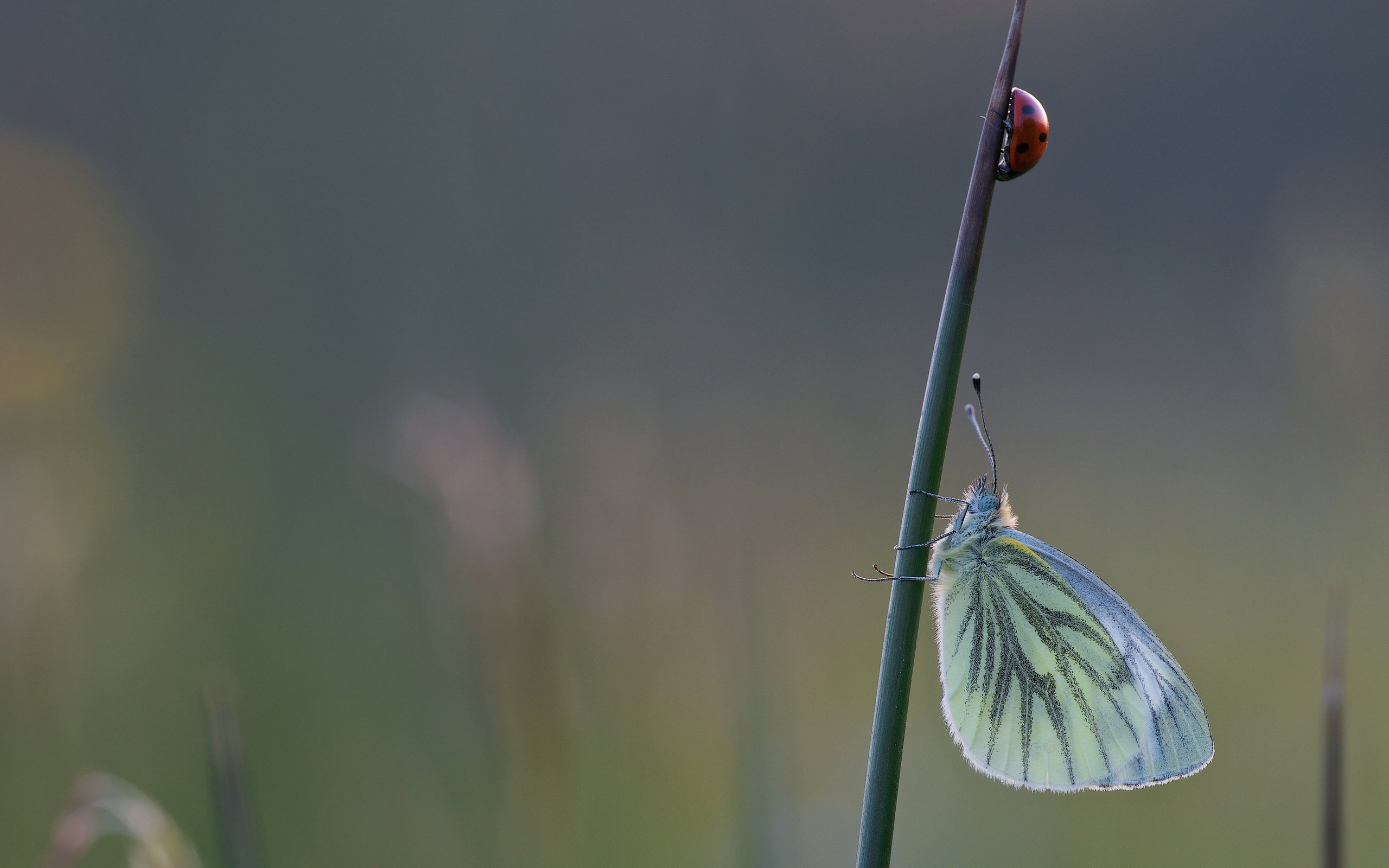 Обои макро, бабочка, насекомые, божья коровка, macro, butterfly, insects, ladybug разрешение 2880x1620 Загрузить