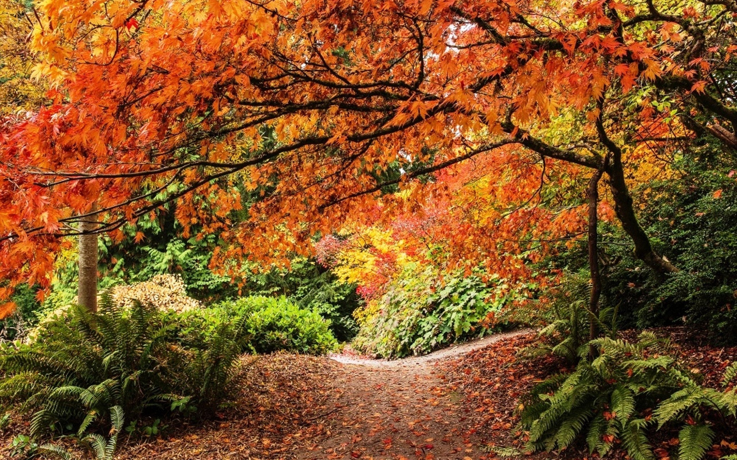 Обои деревья, washington park arboretum, дендрарий штата вашингтон, листья, тропмнка, парк, кусты, осень, сиэтл, папоротник, парковая дорожка, trees, arboretum in washington state, leaves, tropinka, park, the bushes, autumn, seattle, fern, park track разрешение 2999x2000 Загрузить