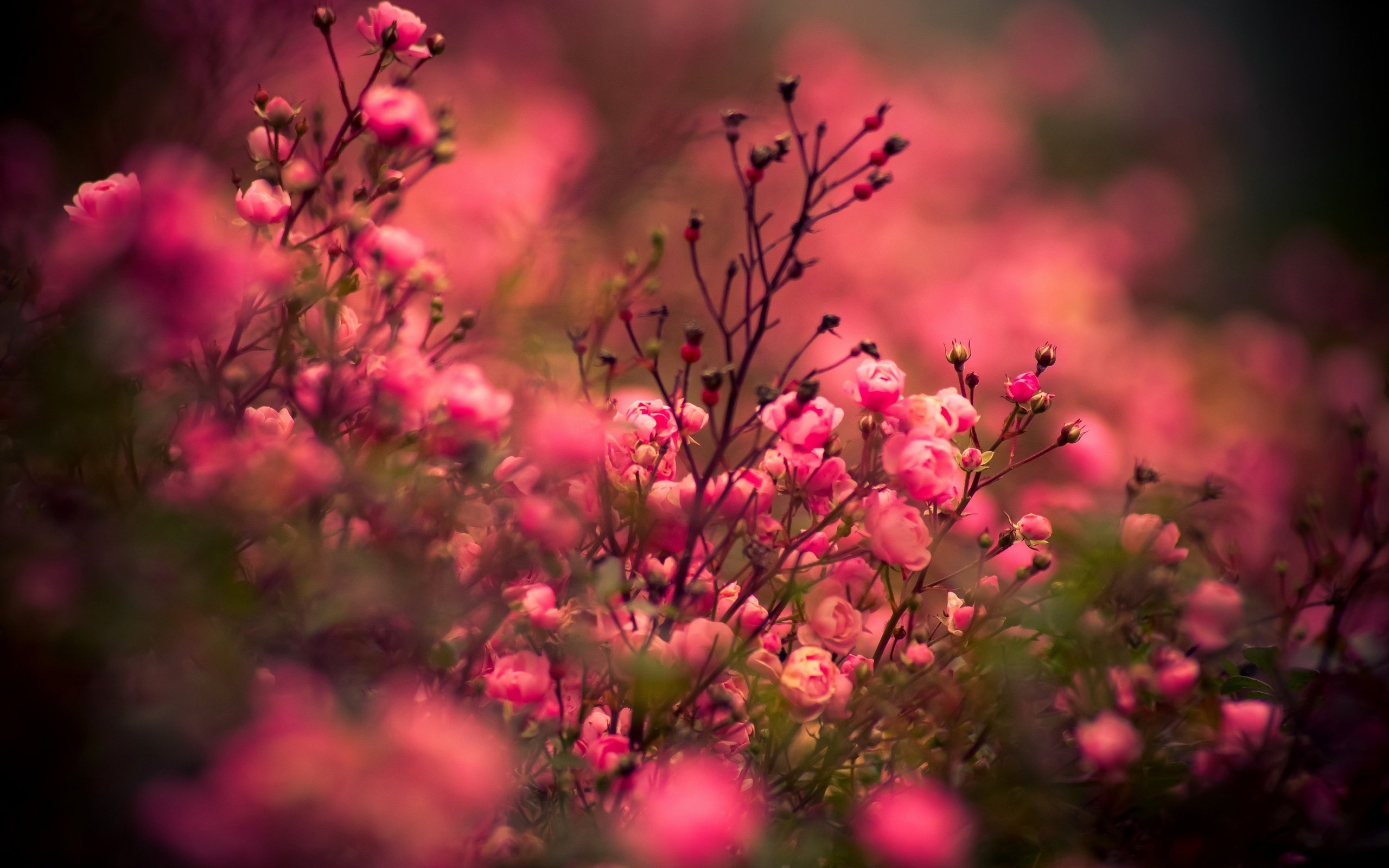 Обои цветы, розы, роза, куст, на природе,  цветы, роз, цветком, flowers, roses, rose, bush, nature, flower разрешение 4772x3132 Загрузить