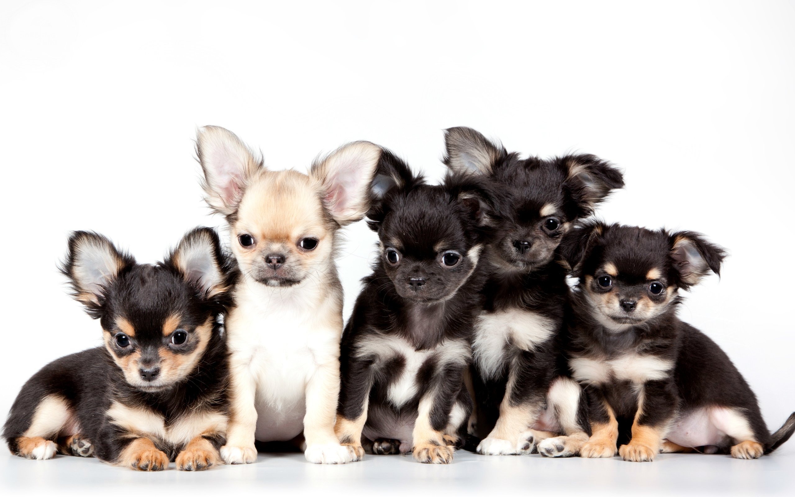 Обои щенки, милые, чихуахуа, квинтет, puppies, cute, chihuahua, quintet разрешение 3000x1911 Загрузить