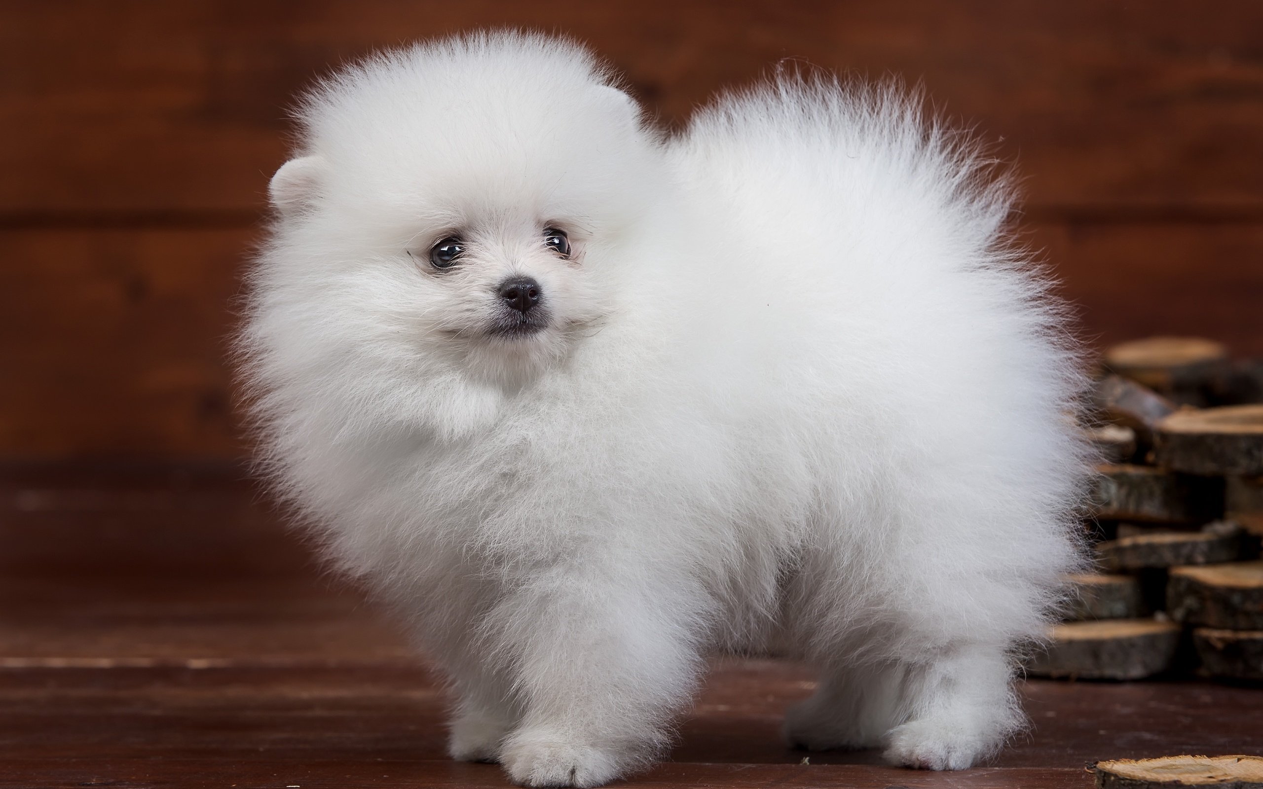 Обои пушистый, белый, щенок, милый, шпиц, fluffy, white, puppy, cute, spitz разрешение 4000x2523 Загрузить