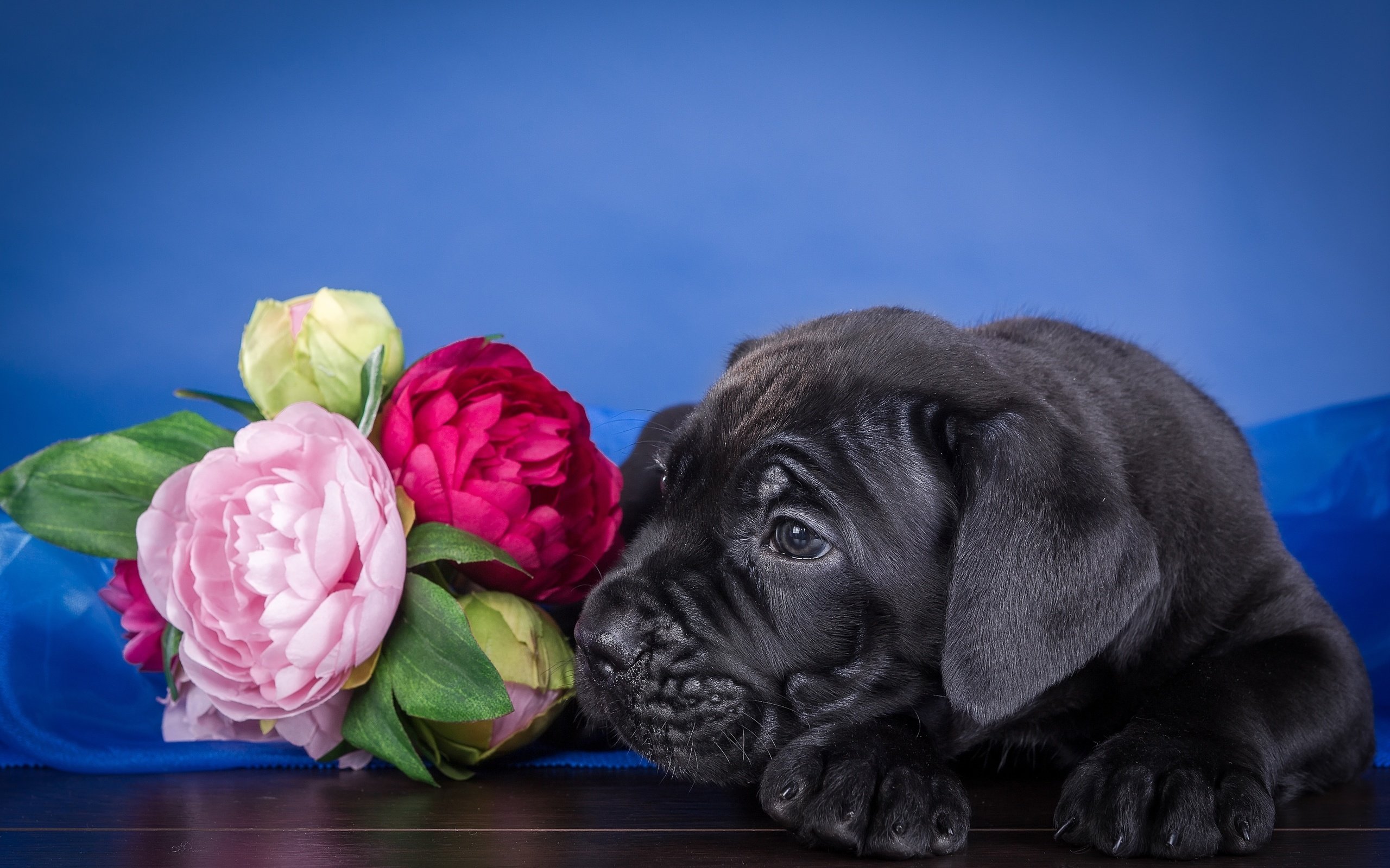 Скачать обои цветы, щенок, кане-корсо, flowers, puppy разрешение 2560x1600  #119221