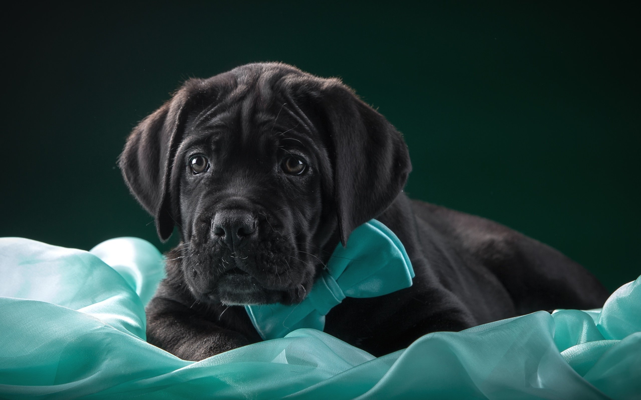 Обои бабочка, щенок, ткань, галстук, кане-корсо, butterfly, puppy, fabric, tie, cane corso разрешение 3000x1915 Загрузить