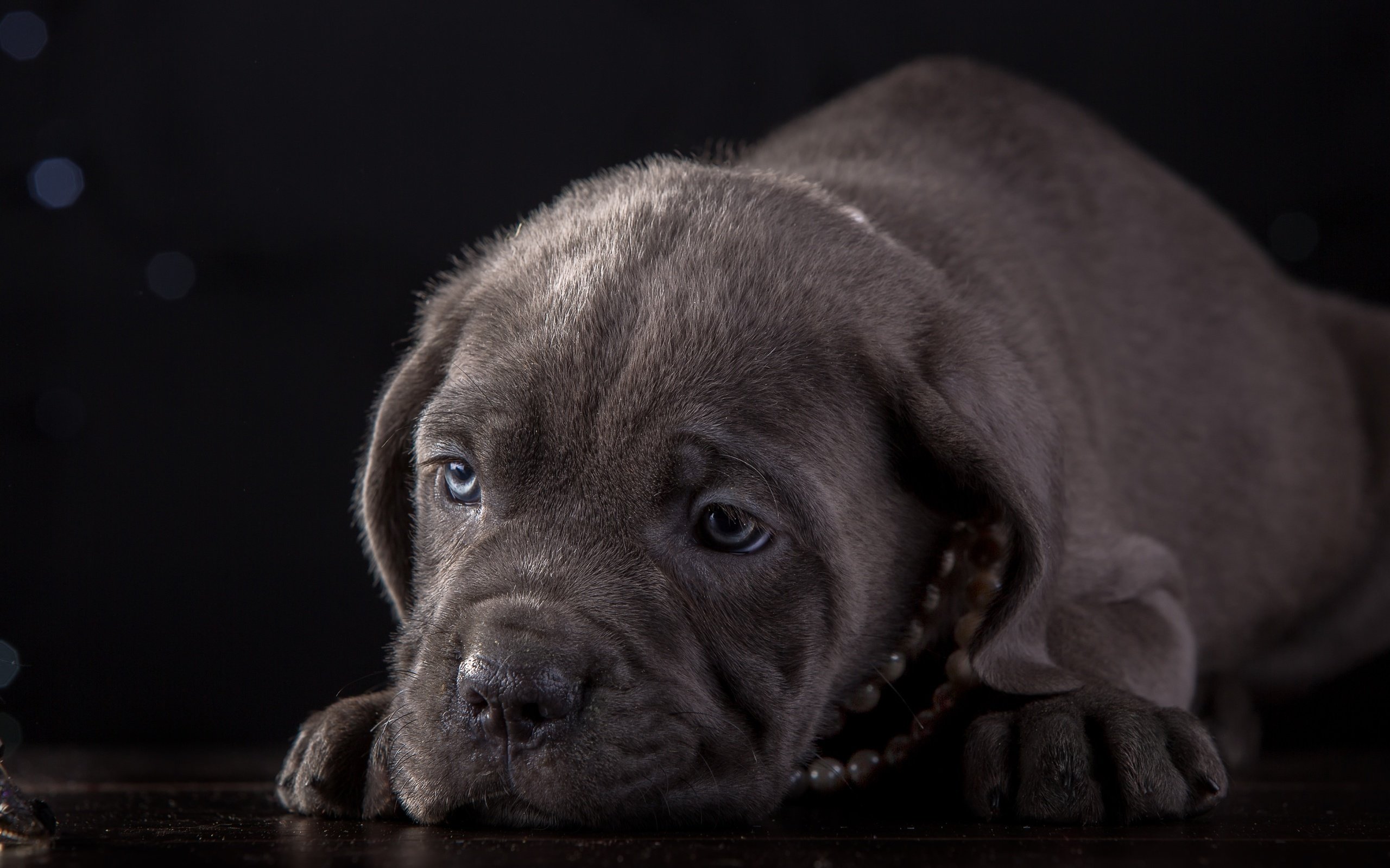 Обои морда, щенок, ожерелье, кане-корсо, face, puppy, necklace, cane corso разрешение 4000x2599 Загрузить