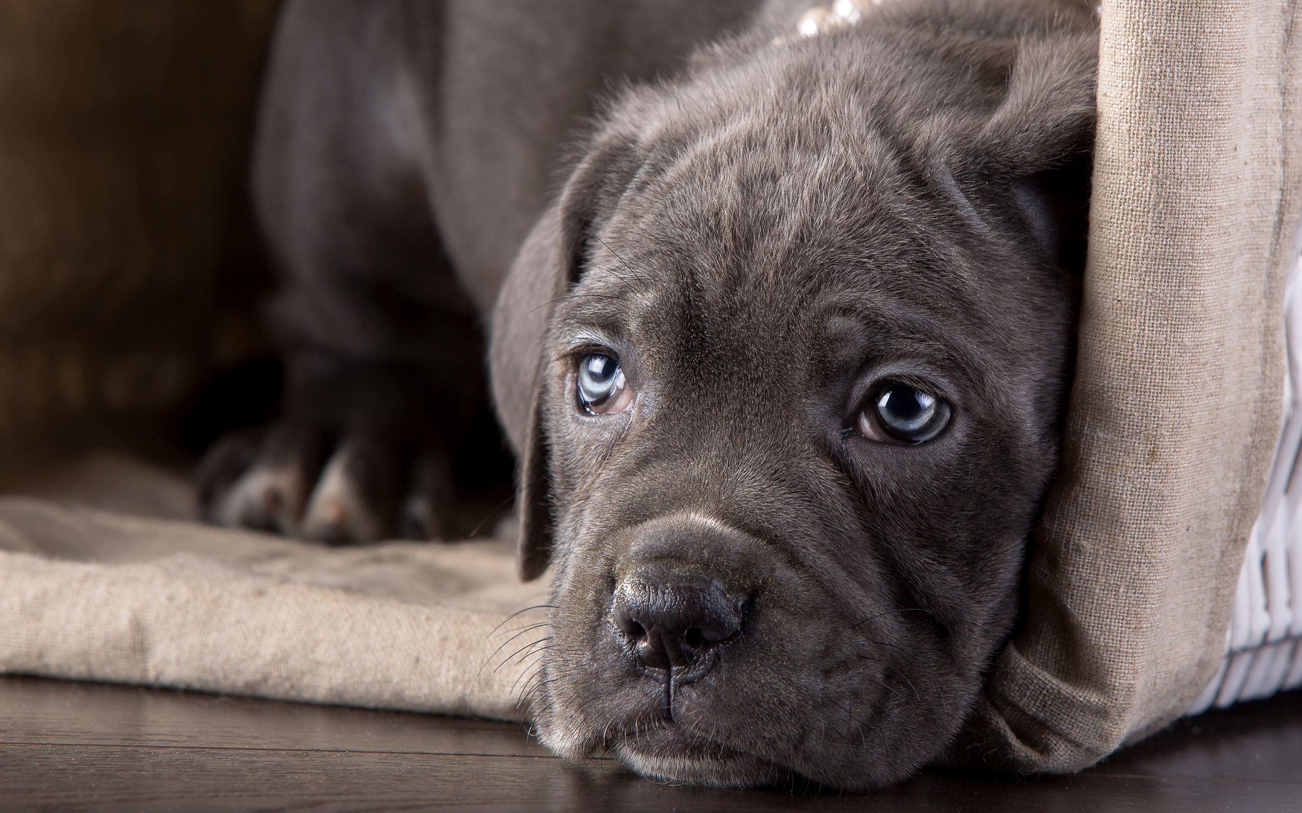 Обои морда, взгляд, щенок, кане-корсо, face, look, puppy, cane corso разрешение 3600x2350 Загрузить