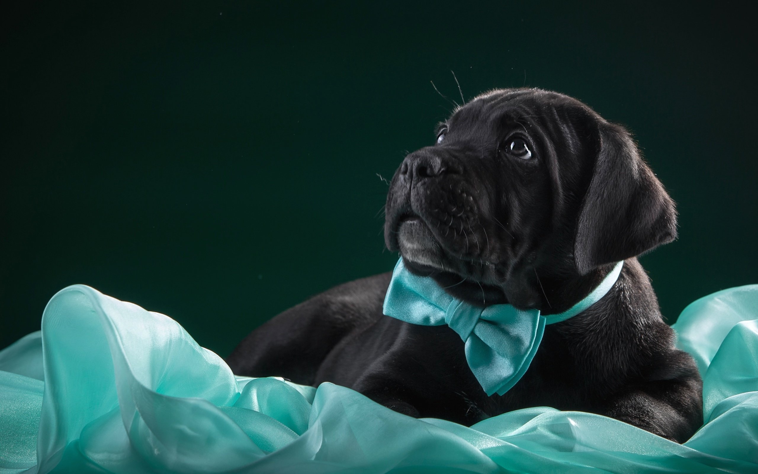 Обои бабочка, черный, щенок, ткань, кане-корсо, butterfly, black, puppy, fabric, cane corso разрешение 3000x1874 Загрузить