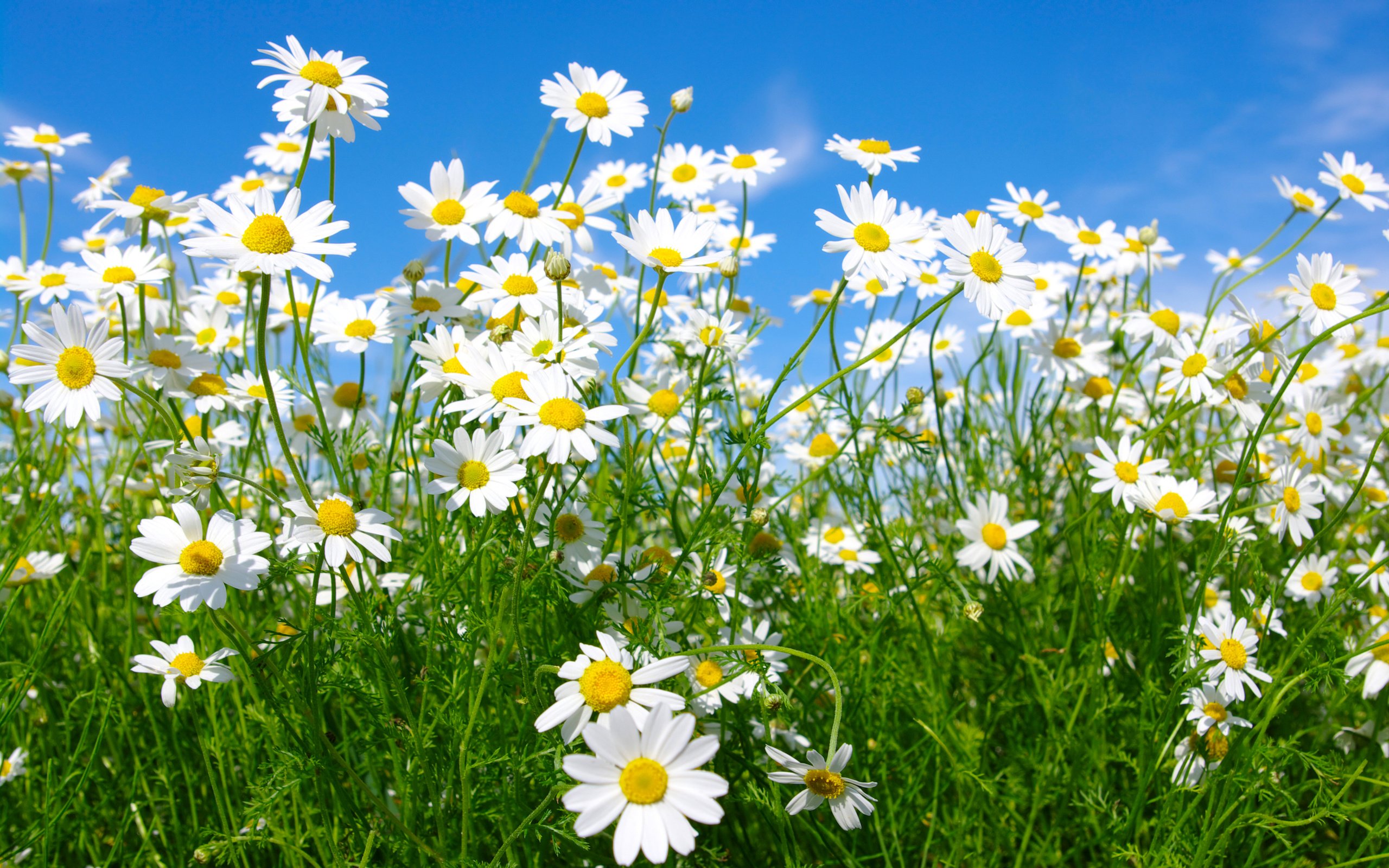 Обои небо, цветы, макро, поле, луг, ромашки, the sky, flowers, macro, field, meadow, chamomile разрешение 4000x2558 Загрузить