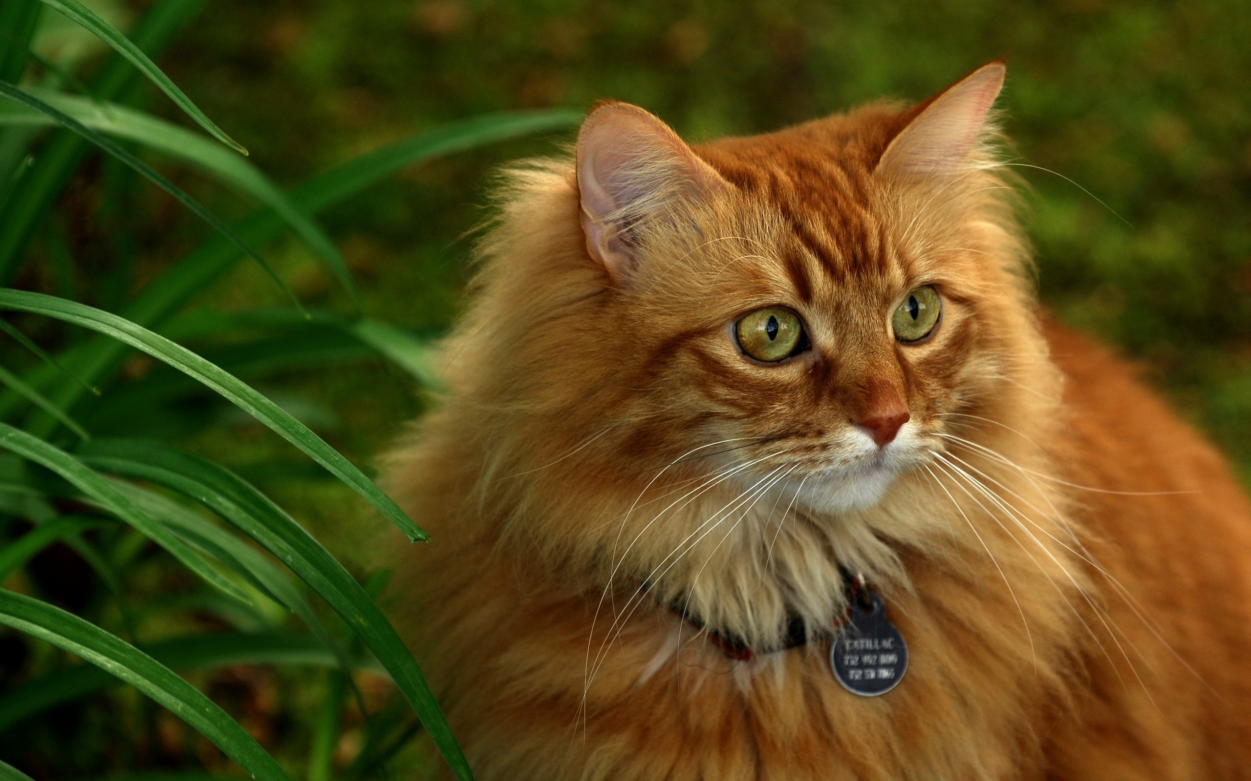 Обои трава, кот, мордочка, взгляд, пушистый, ошейник, рыжий, grass, cat, muzzle, look, fluffy, collar, red разрешение 3872x2592 Загрузить