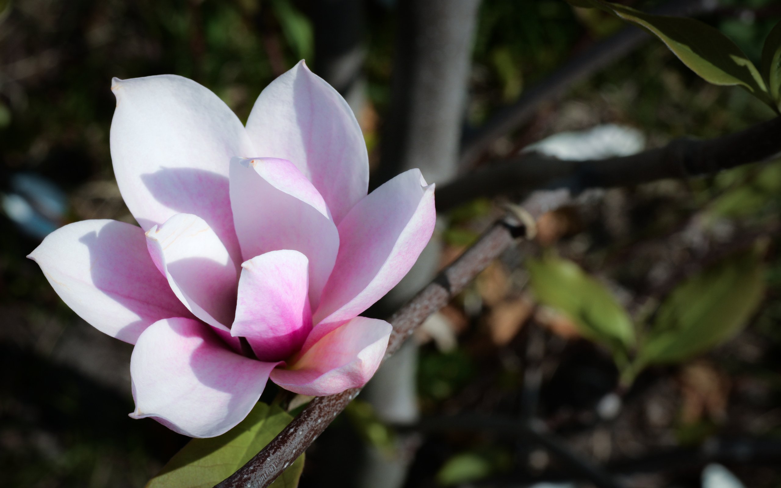 Обои цветок, лето, белый, магнолия, flower, summer, white, magnolia разрешение 4004x2669 Загрузить