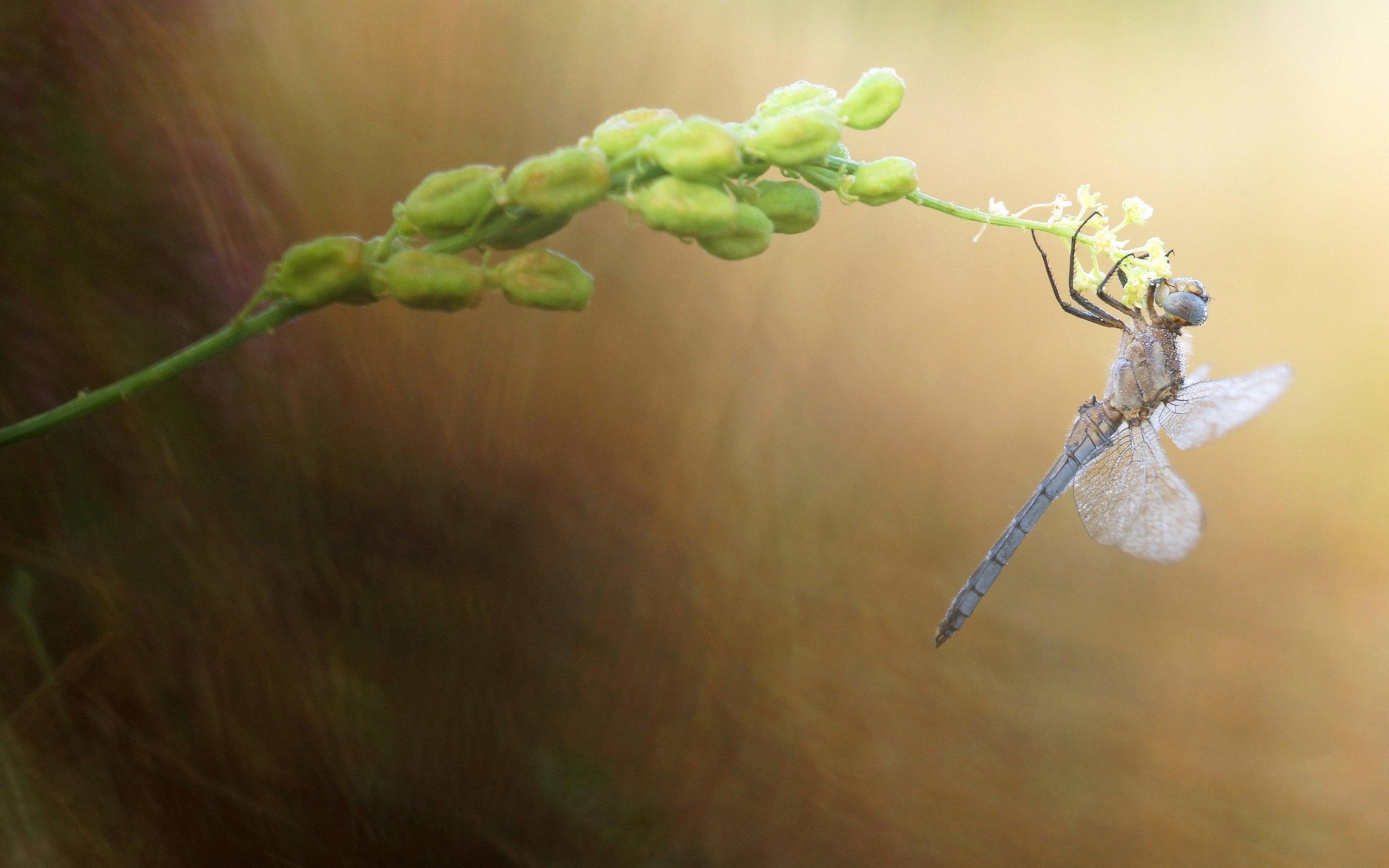 Обои природа, макро, насекомое, размытость, стрекоза, растение, стебелёк, nature, macro, insect, blur, dragonfly, plant, stem разрешение 2880x1620 Загрузить