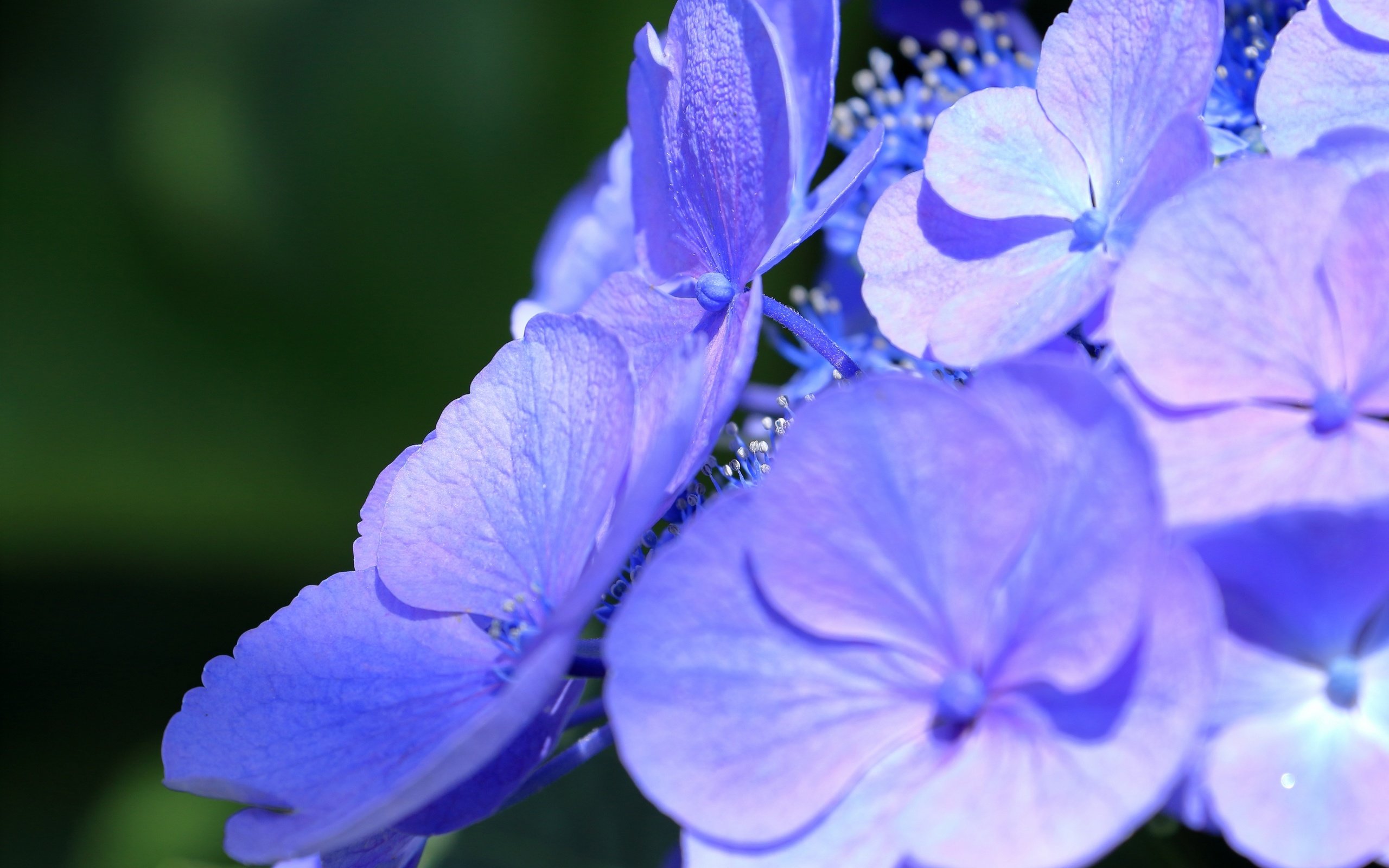 Обои цветы, макро, лепестки, соцветие, гортензия, flowers, macro, petals, inflorescence, hydrangea разрешение 2880x1920 Загрузить