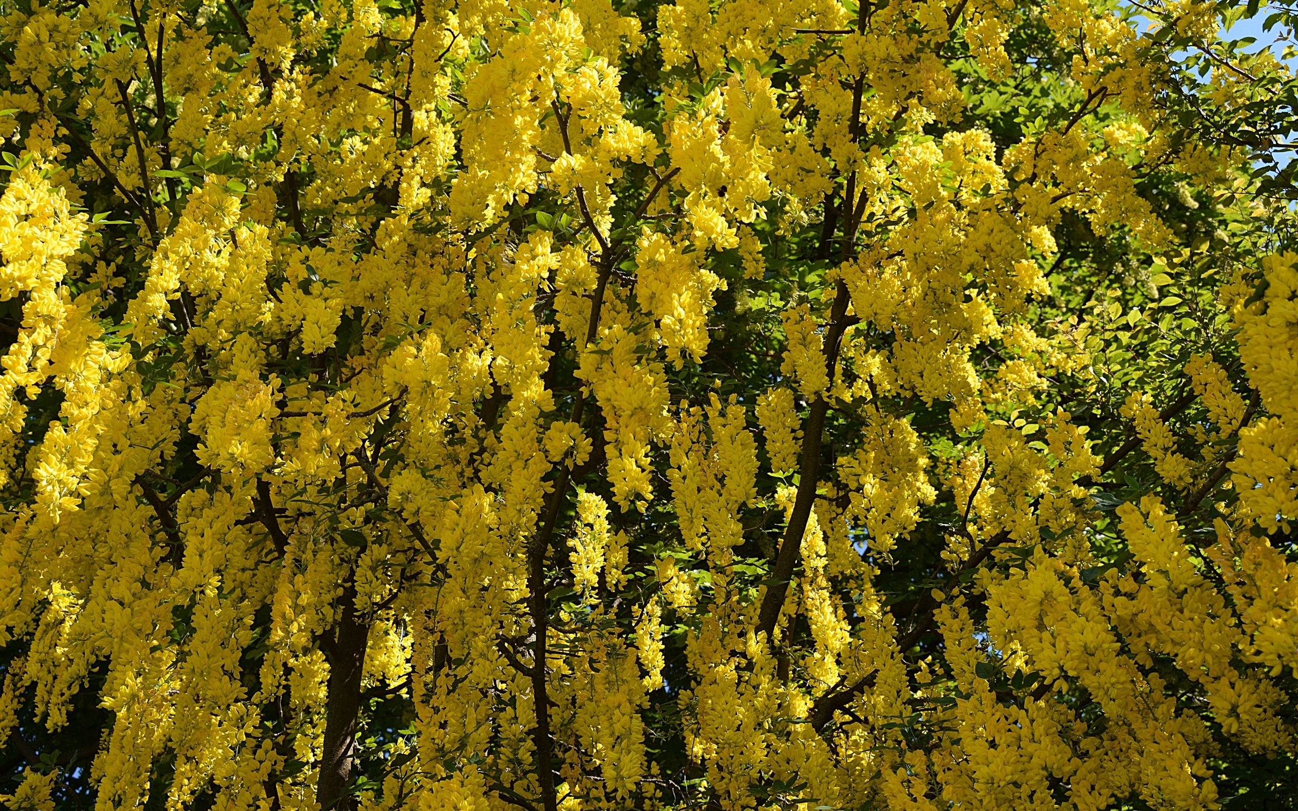 Обои цветы, дерево, цветение, весна, желтые, flowers, tree, flowering, spring, yellow разрешение 2880x1920 Загрузить