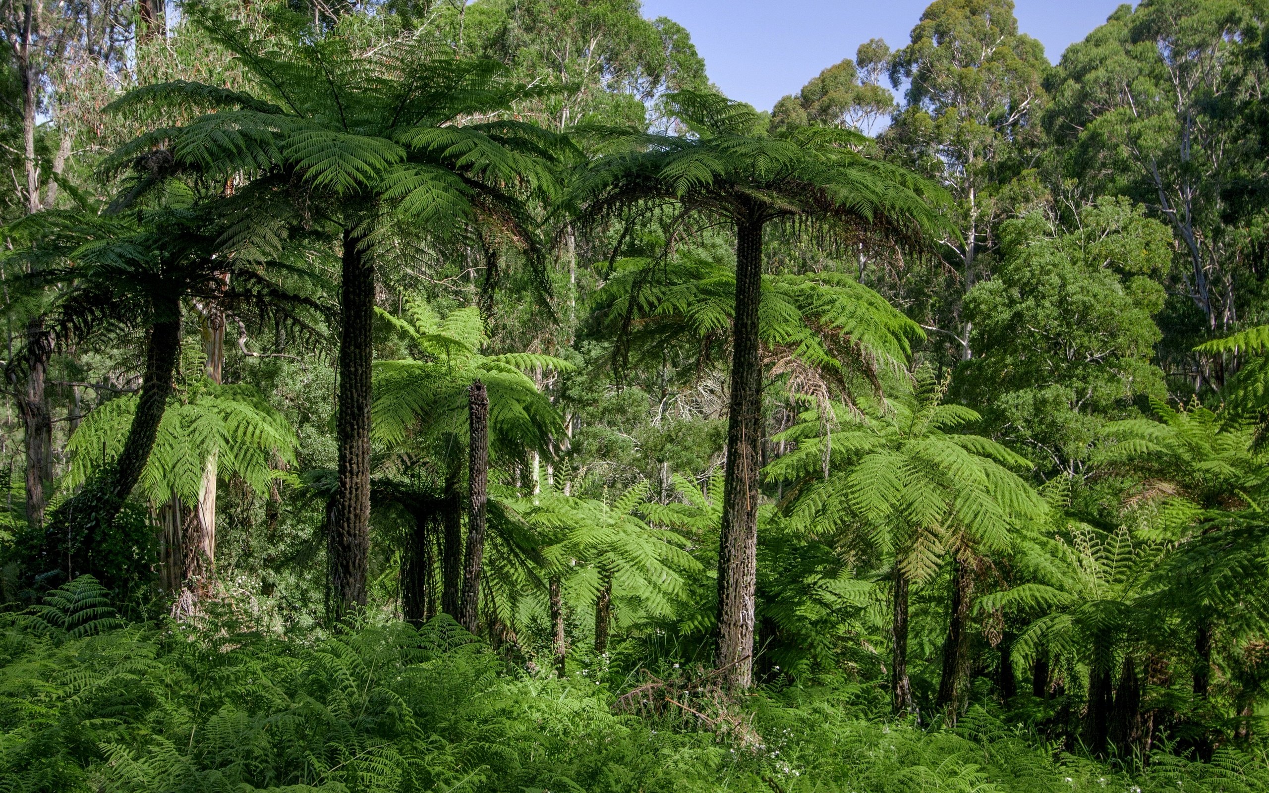 Обои трава, деревья, лес, пальмы, австралия, джунгли, dandenongs, grass, trees, forest, palm trees, australia, jungle разрешение 2880x1920 Загрузить