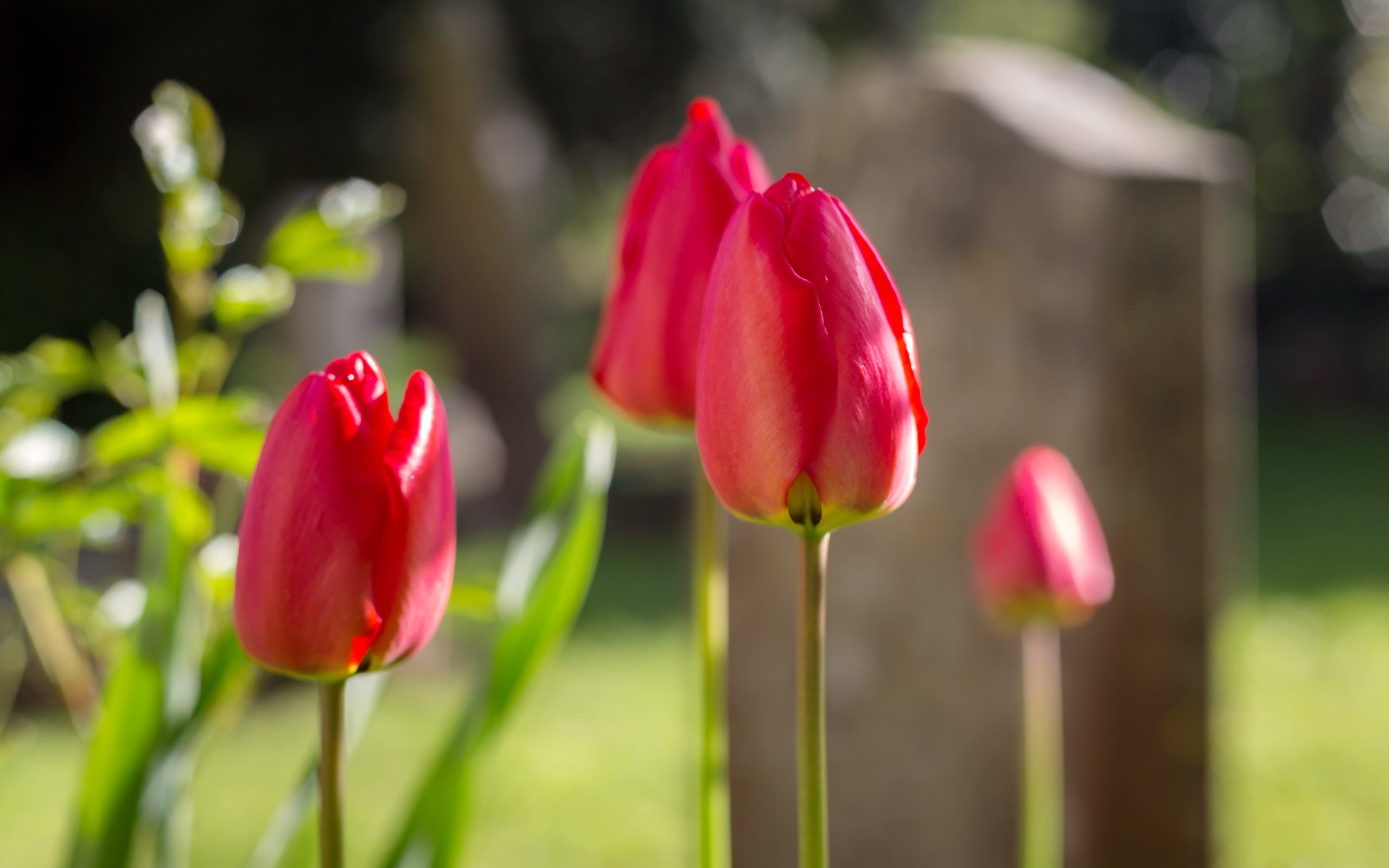 Обои цветы, фон, тюльпаны, flowers, background, tulips разрешение 5340x3560 Загрузить