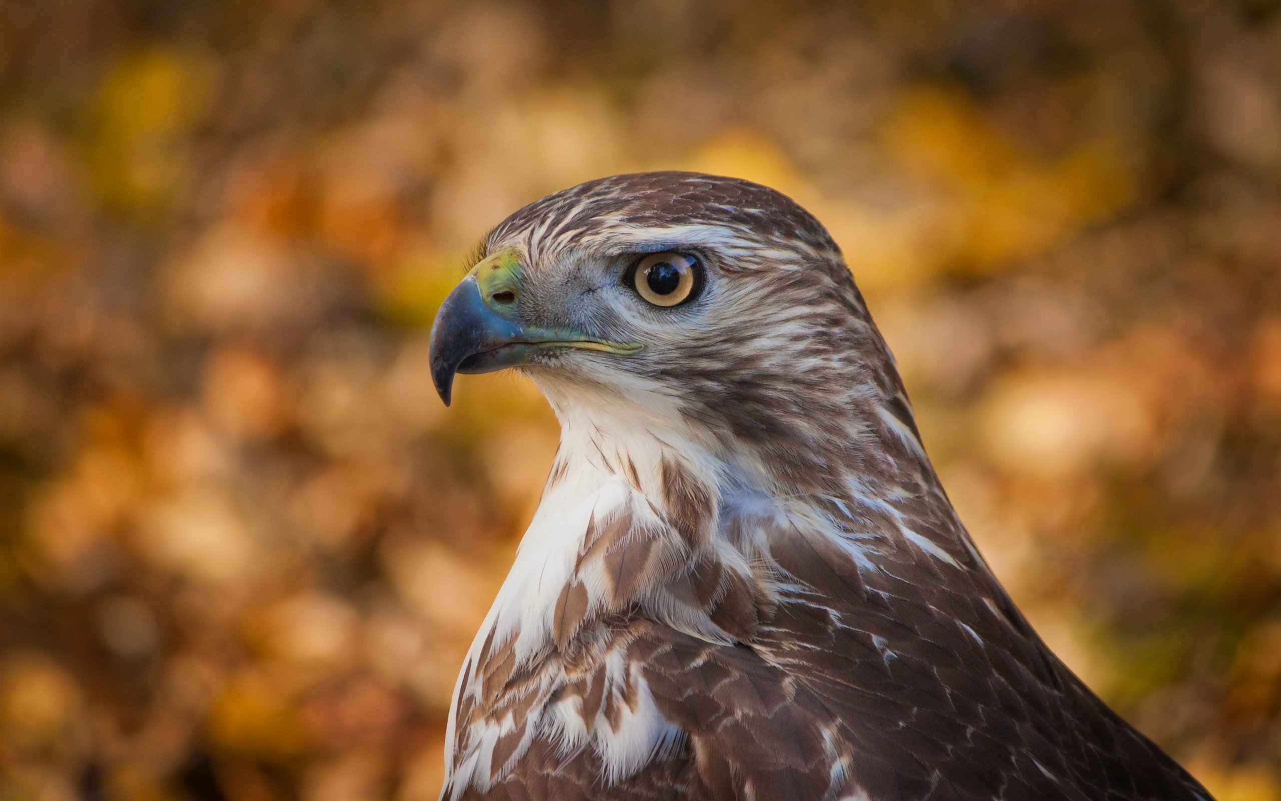 Обои фон, взгляд, профиль, птица, ястреб, боке, хоук, птаха, background, look, profile, bird, hawk, bokeh разрешение 2560x1700 Загрузить