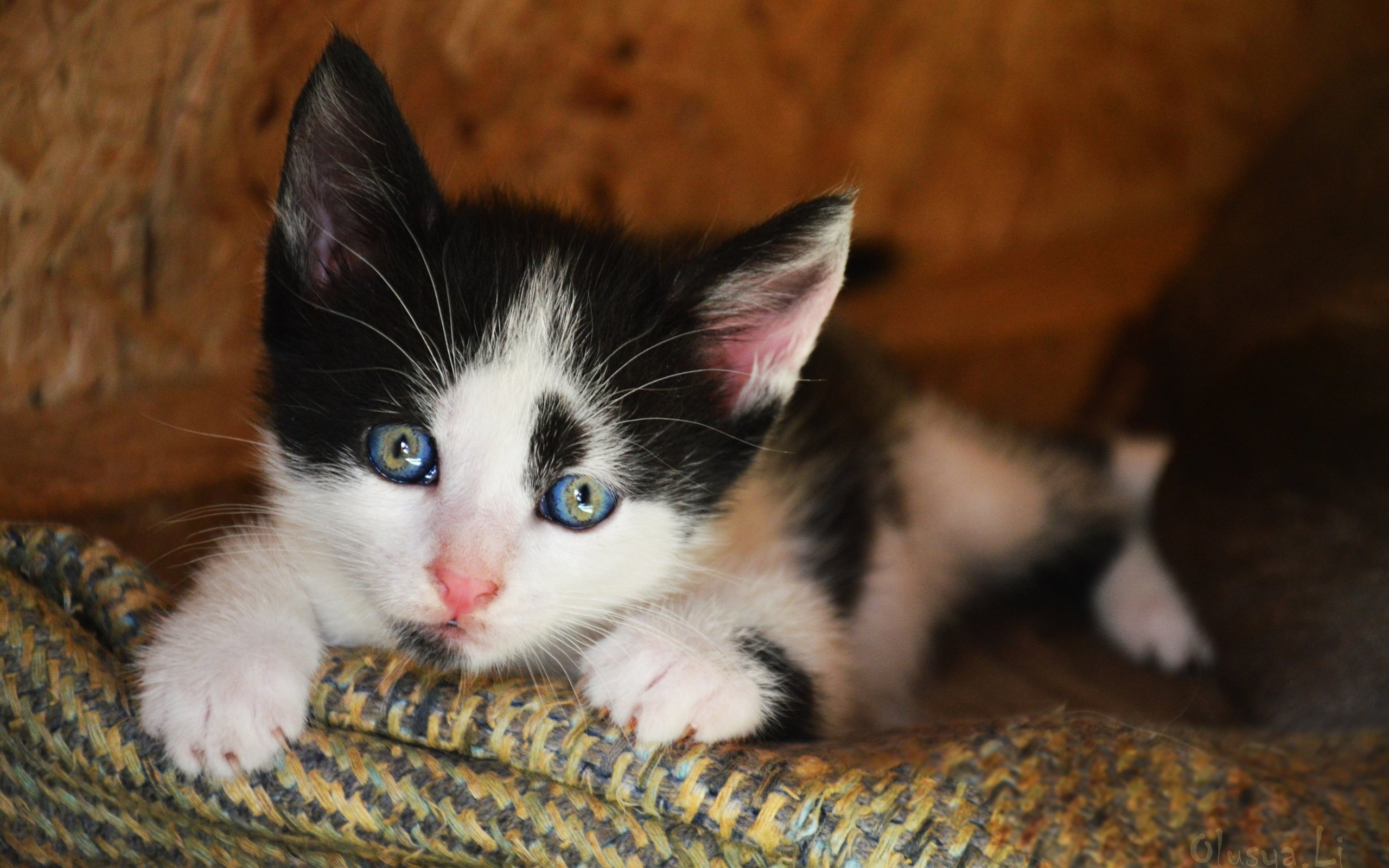 Обои кот, кошка, котенок, киска, чёрно-белый, пушистик, cat, kitty, pussy, black and white разрешение 2880x1915 Загрузить