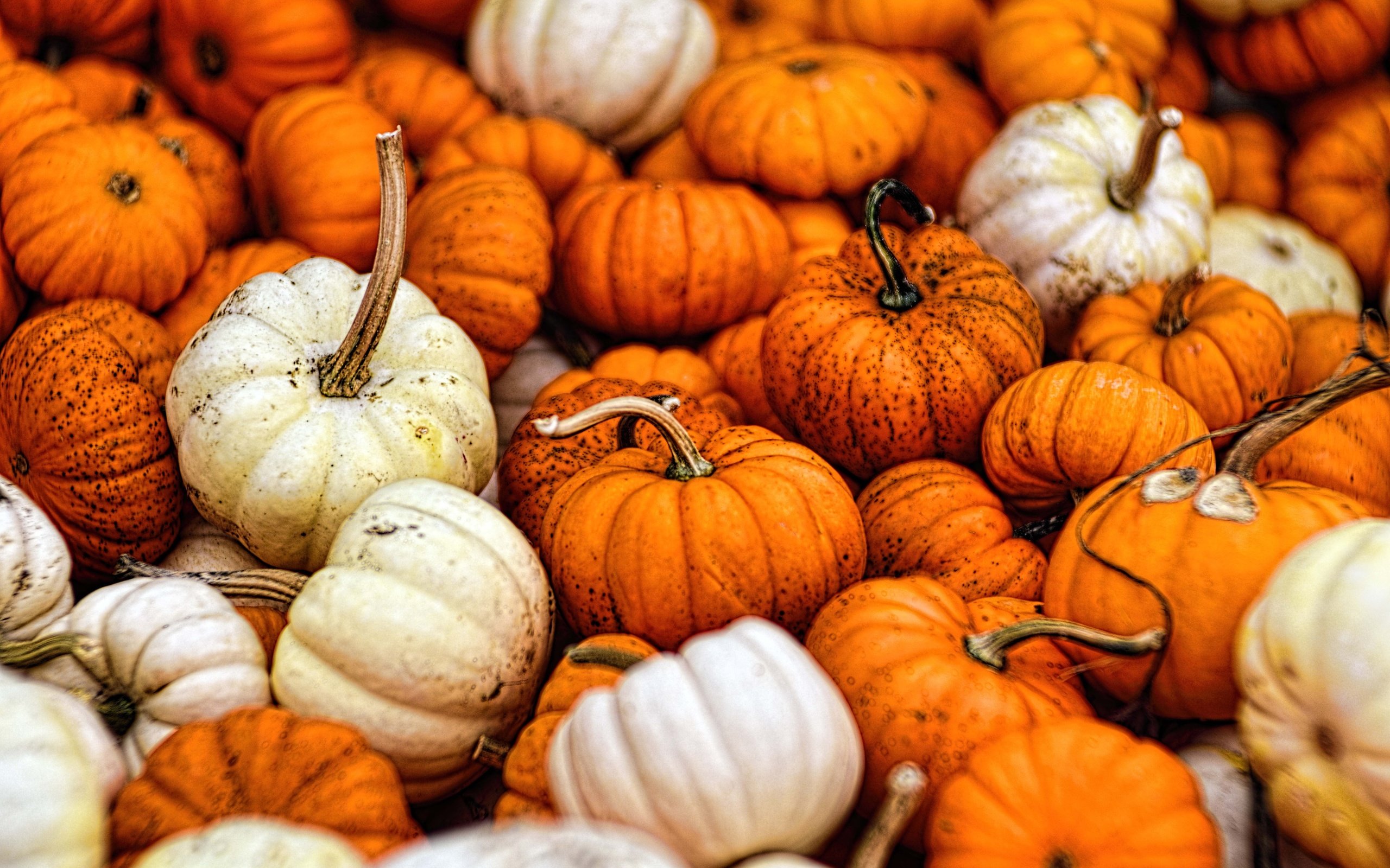 Обои осень, урожай, овощи, тыквы, тыква, опадают, осен, gourds, autumn, harvest, vegetables, pumpkin, fall разрешение 7360x4906 Загрузить