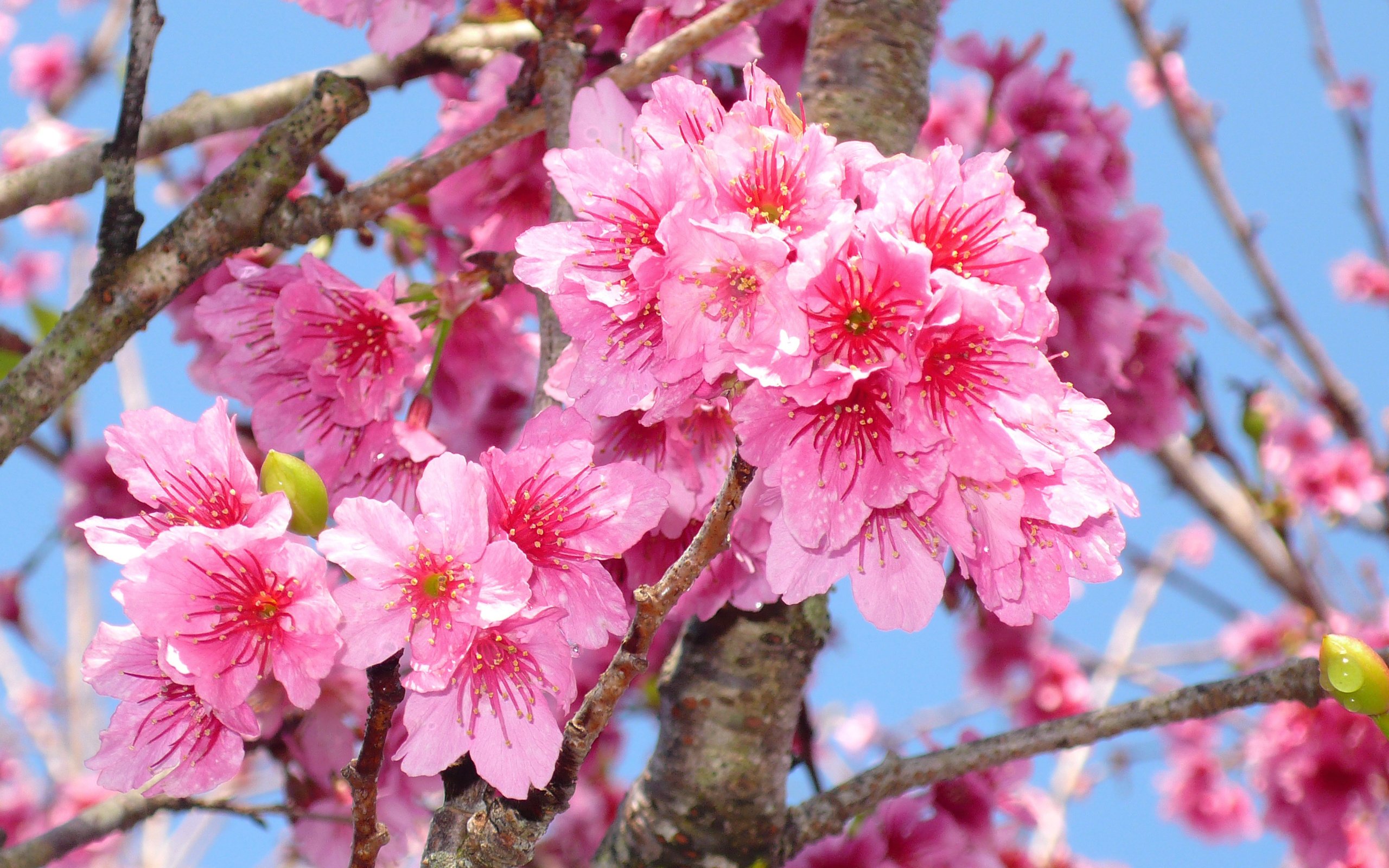 Обои цветение, макро, ветки, весна, сакура, blossom, весенние, flowering trees, flowering, macro, branches, spring, sakura разрешение 3072x1728 Загрузить