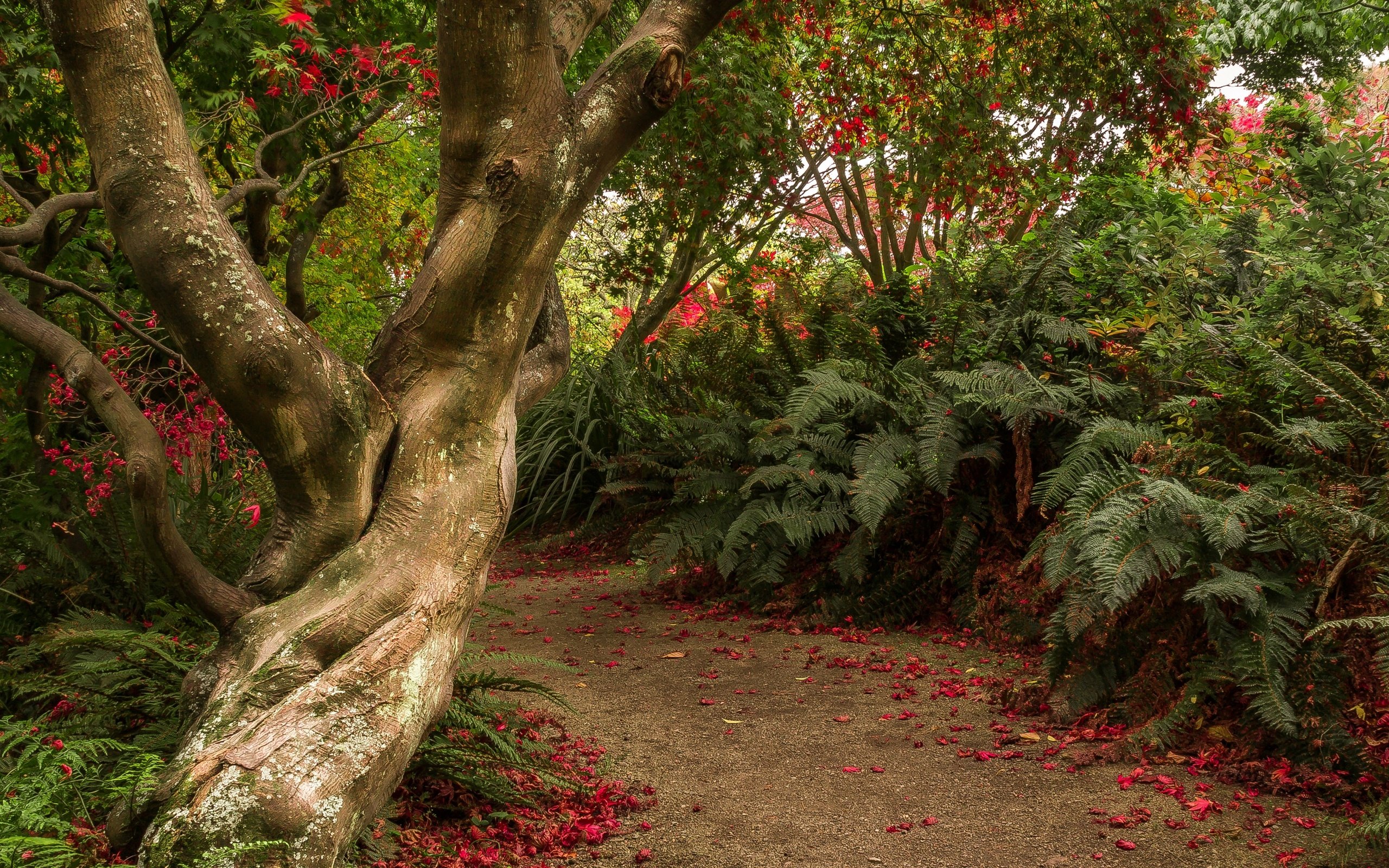 Обои деревья, кусты, сад, тропинка, новая зеландия, отаго, dunedin botanic gardens, trees, the bushes, garden, path, new zealand, otago разрешение 2880x1800 Загрузить