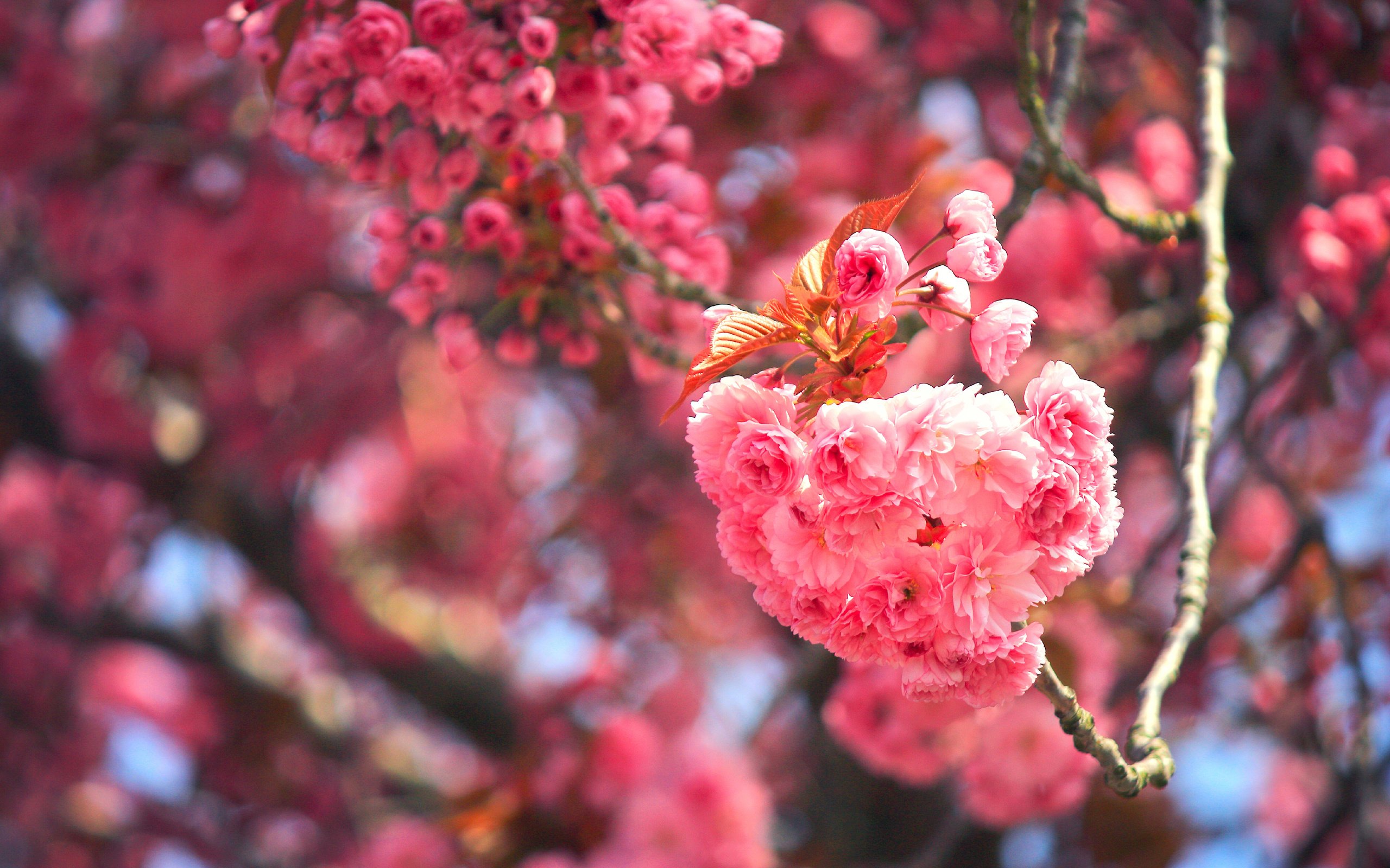 Обои цветение, макро, ветки, вишня, сакура, цветки, боке, flowering, macro, branches, cherry, sakura, flowers, bokeh разрешение 3600x2400 Загрузить