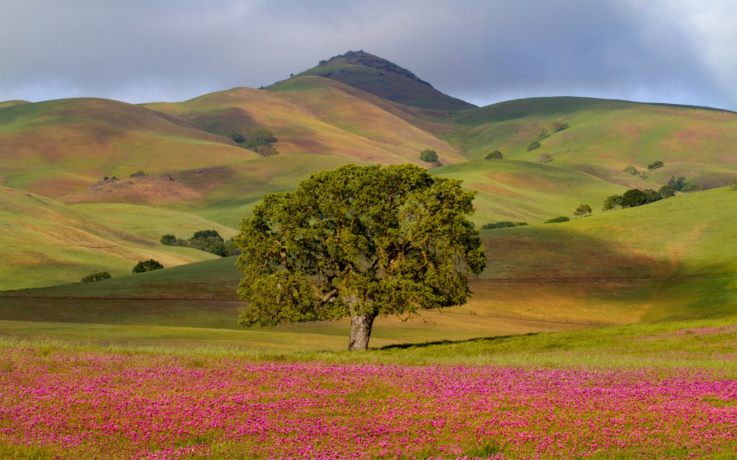 Обои цветы, трава, холмы, дерево, поля, луг, сша, калифорния, flowers, grass, hills, tree, field, meadow, usa, ca разрешение 3000x2000 Загрузить