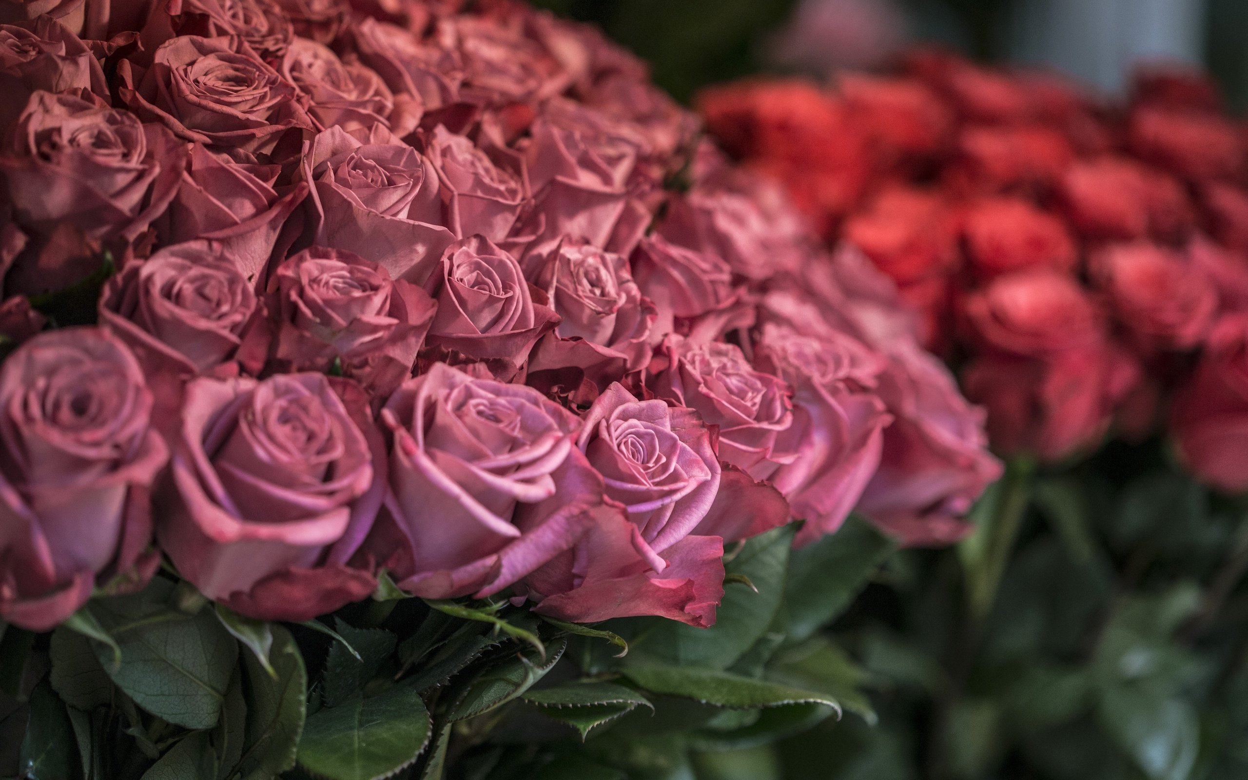 Обои цветы, розы, лепестки, flowers, roses, petals разрешение 5472x3648 Загрузить