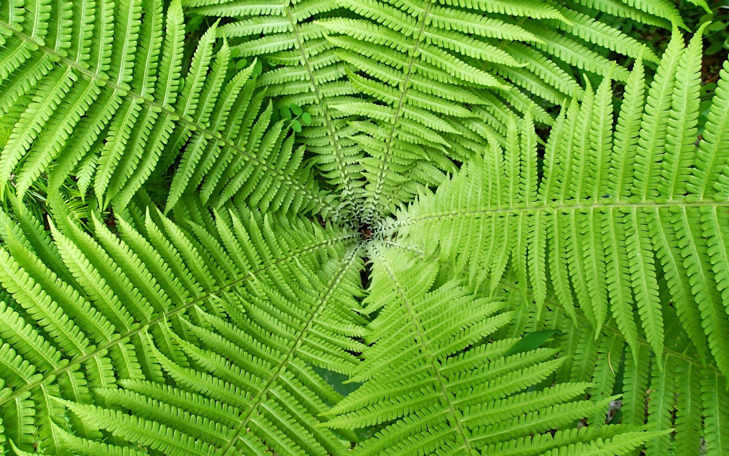 Обои природа, листья, макро, растение, папоротник, зеленое, nature, leaves, macro, plant, fern, green разрешение 3834x2559 Загрузить