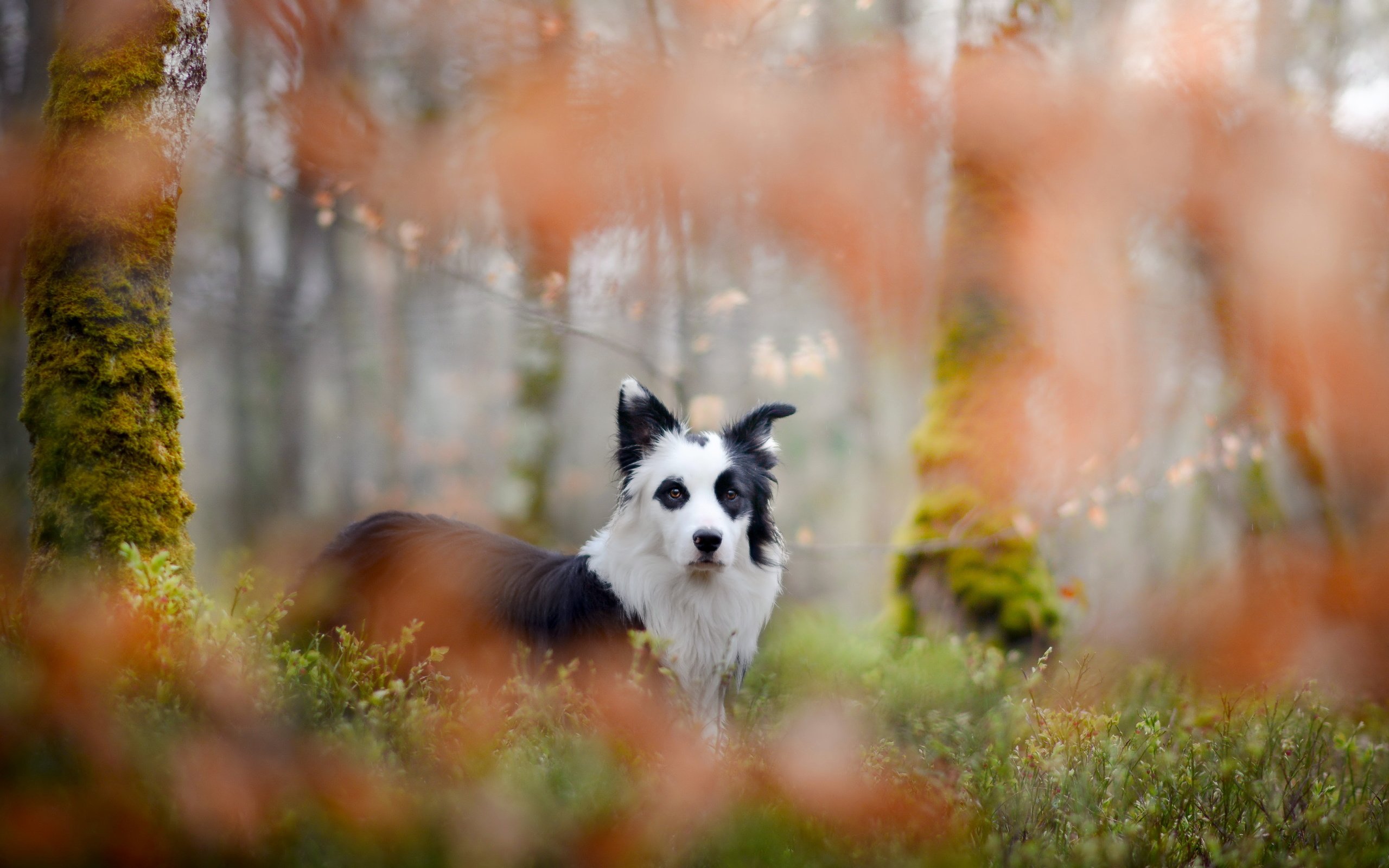 Обои взгляд, собака, друг, бордер-колли, look, dog, each, the border collie разрешение 6000x3704 Загрузить