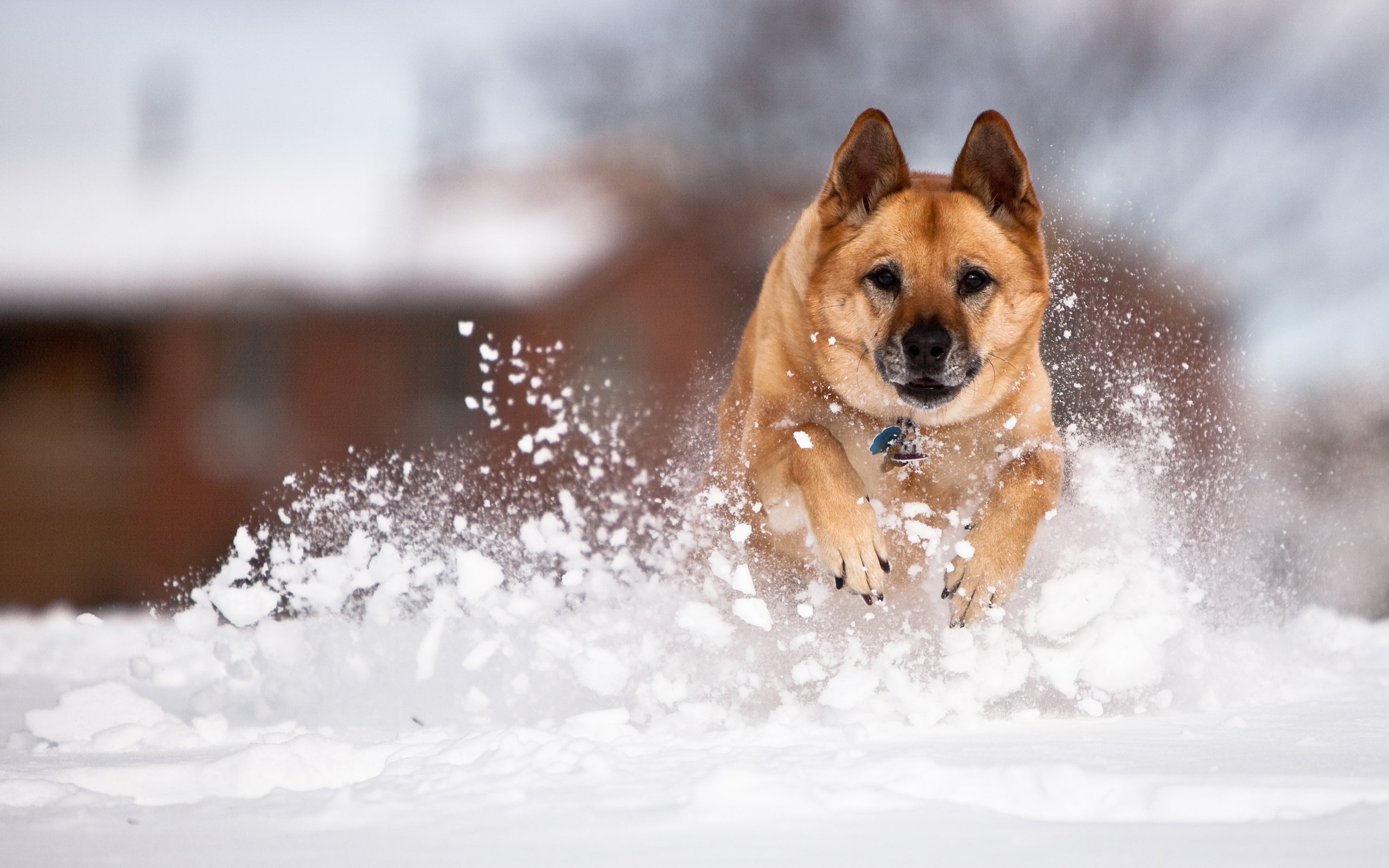 Обои снег, собака, немецкая овчарка, fpat, snow, dog, german shepherd разрешение 3840x2400 Загрузить