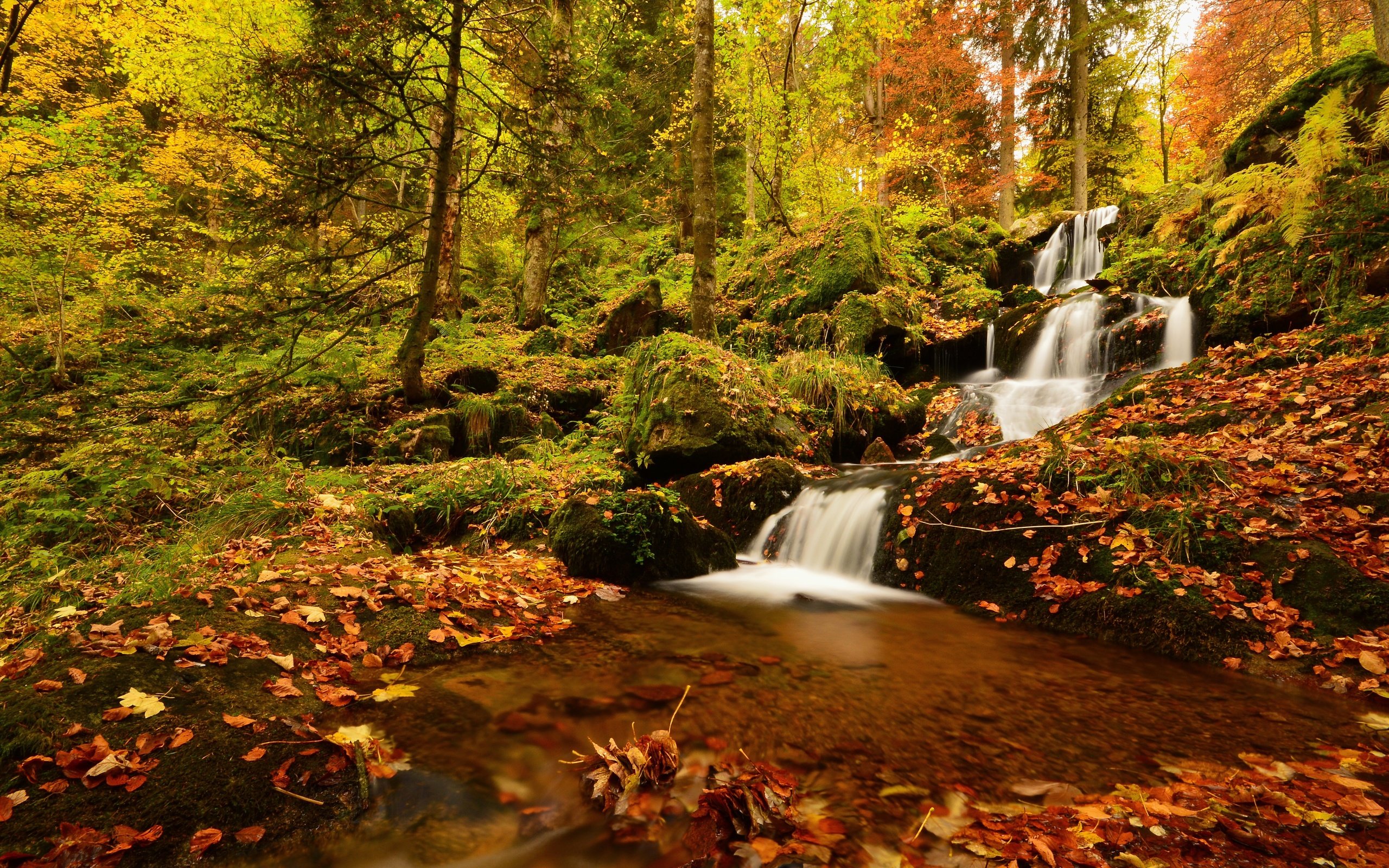 Обои деревья, neuviller-la-roche, лес, vosges mountains, листья, водопад, осень, франция, франци, нёвиллер-ла-рош, каскад де ла серва, cascade de la serva, trees, forest, leaves, waterfall, autumn, france, neville-la-roche разрешение 5925x4000 Загрузить