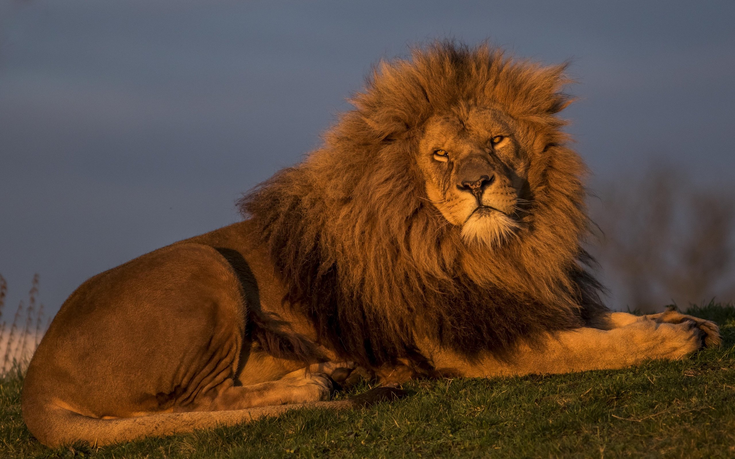 Обои лев, красавец, царь зверей, leo, handsome, the king of beasts разрешение 5154x3095 Загрузить