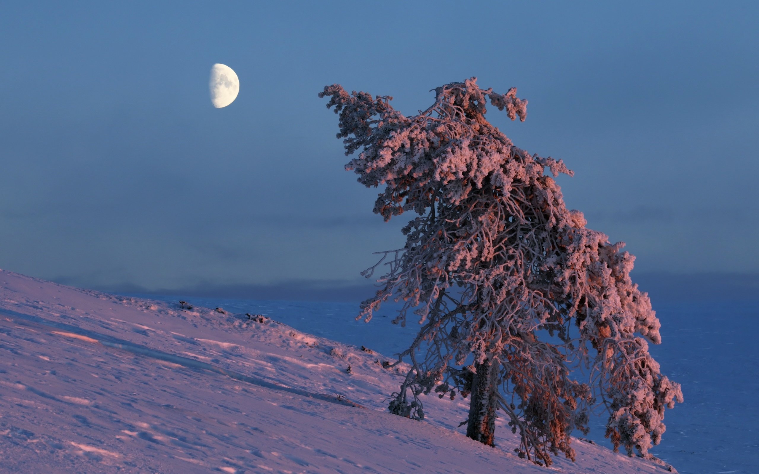 Обои небо, снег, дерево, зима, луна, the sky, snow, tree, winter, the moon разрешение 2560x1707 Загрузить