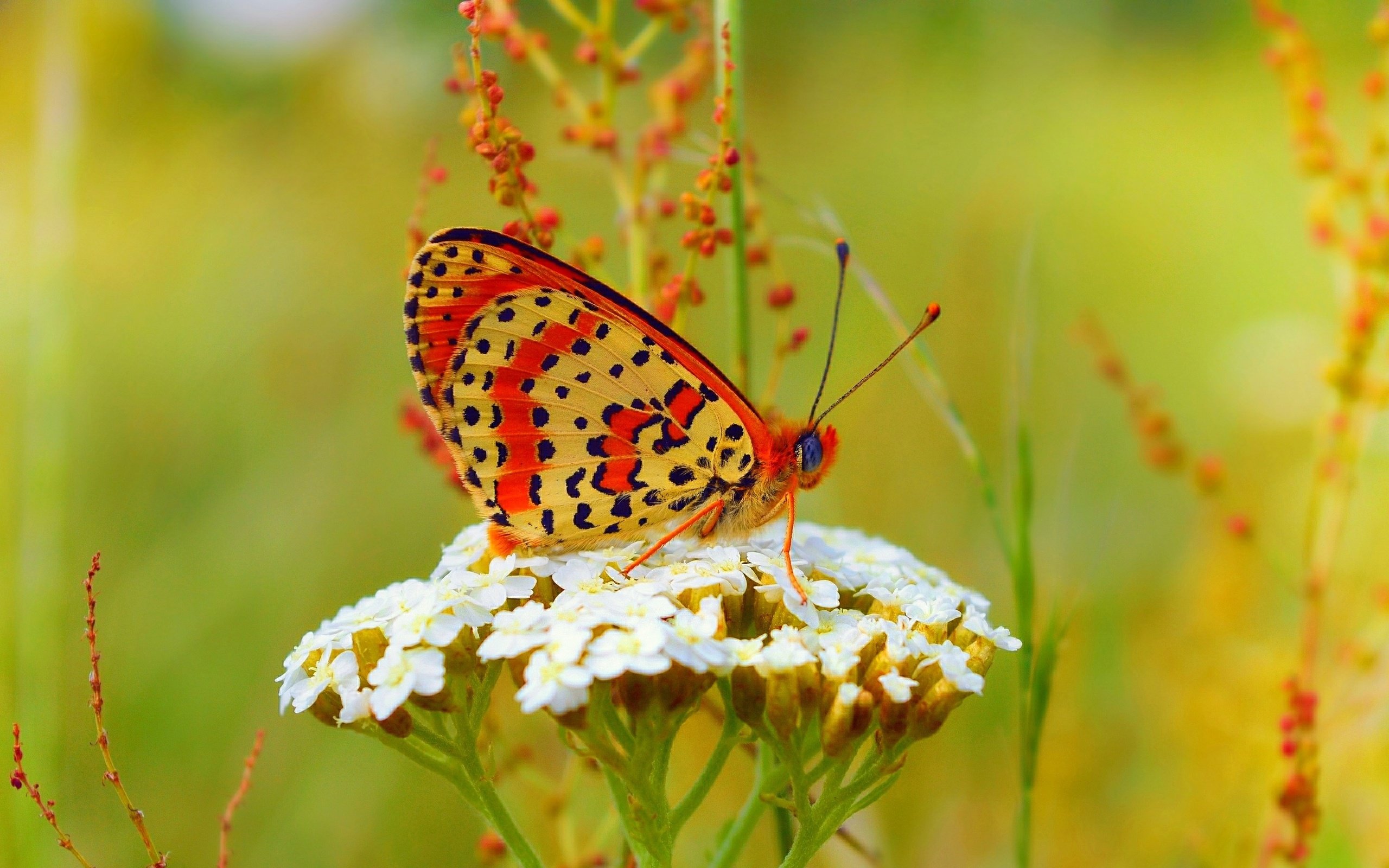 Обои бабочка, цветочки, боке,  цветы, butterfly, flowers, bokeh разрешение 3000x1841 Загрузить