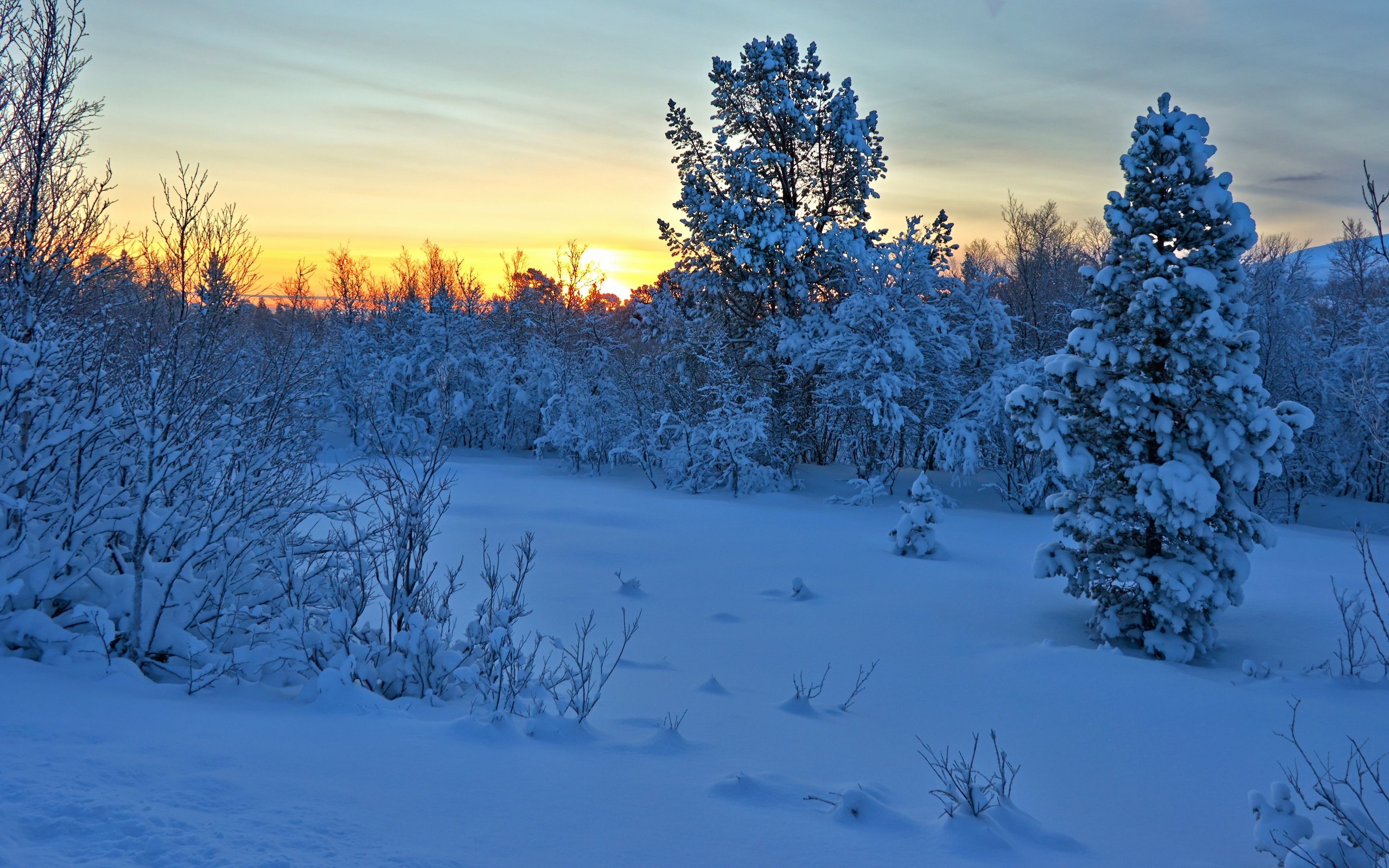 Обои деревья, снег, закат, зима, кусты, норвегия, норвегии, hedmark fylke, nordli, хедмарк, hedmark, trees, snow, sunset, winter, the bushes, norway разрешение 4608x2592 Загрузить