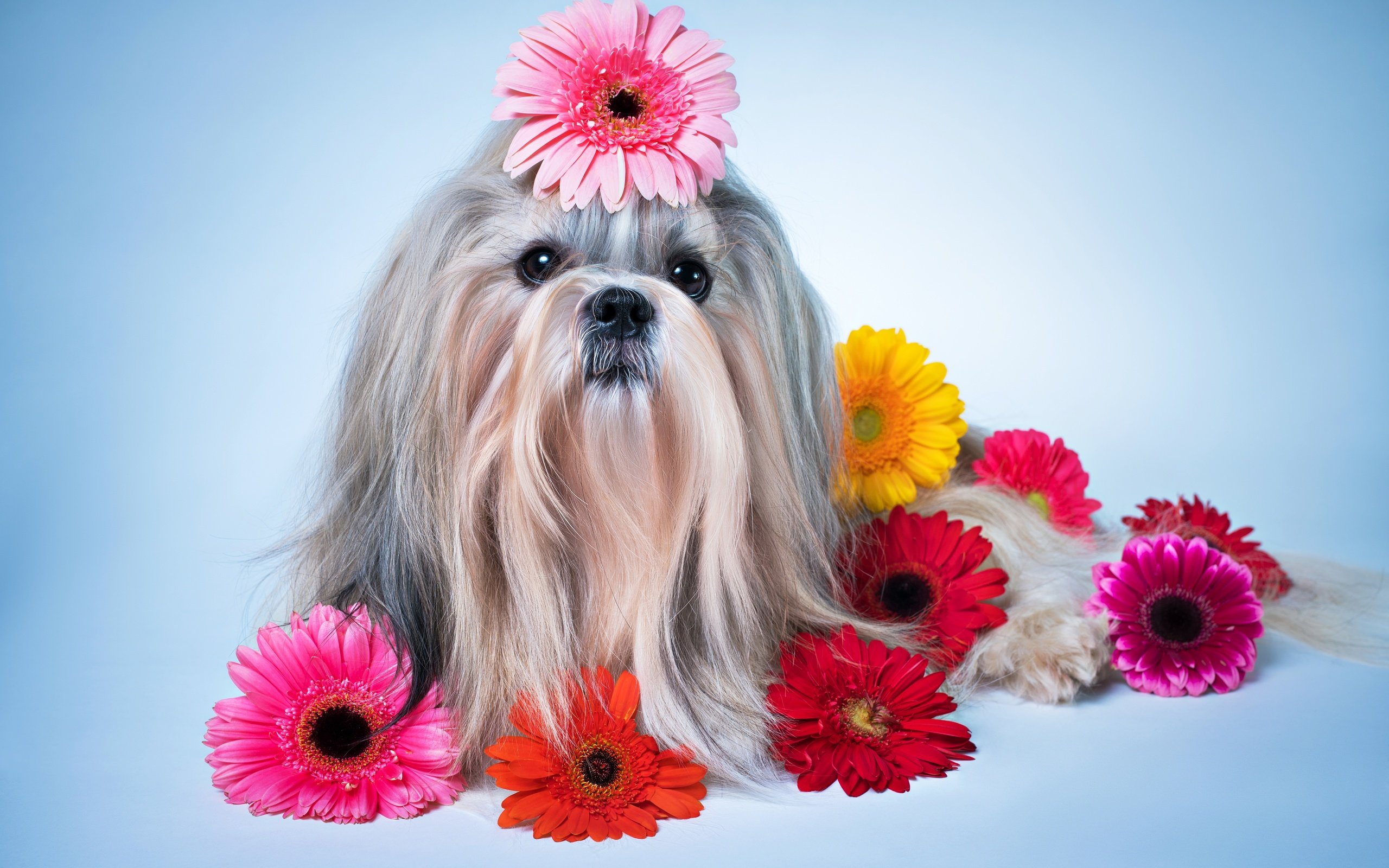 Обои цветы, собака, песики, герберы, ши-тцу, gerberas, flowers, dog, dogs, gerbera, shih tzu разрешение 6800x4536 Загрузить