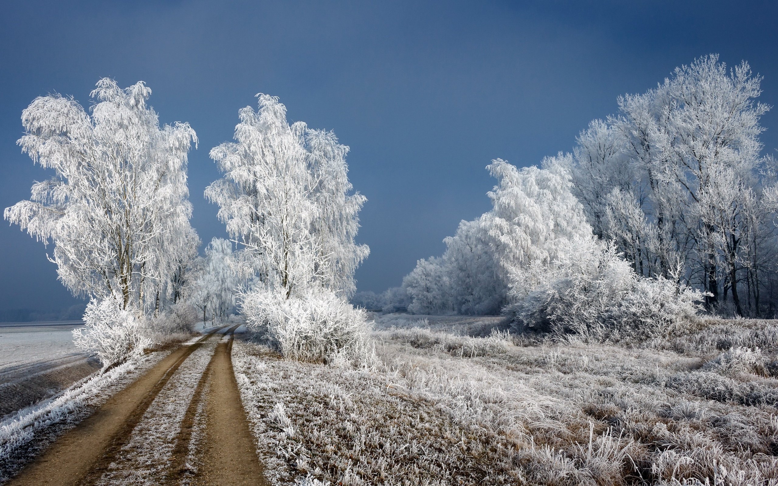 Обои дорога, зима, березы, иней, road, winter, birch, frost разрешение 3000x1927 Загрузить