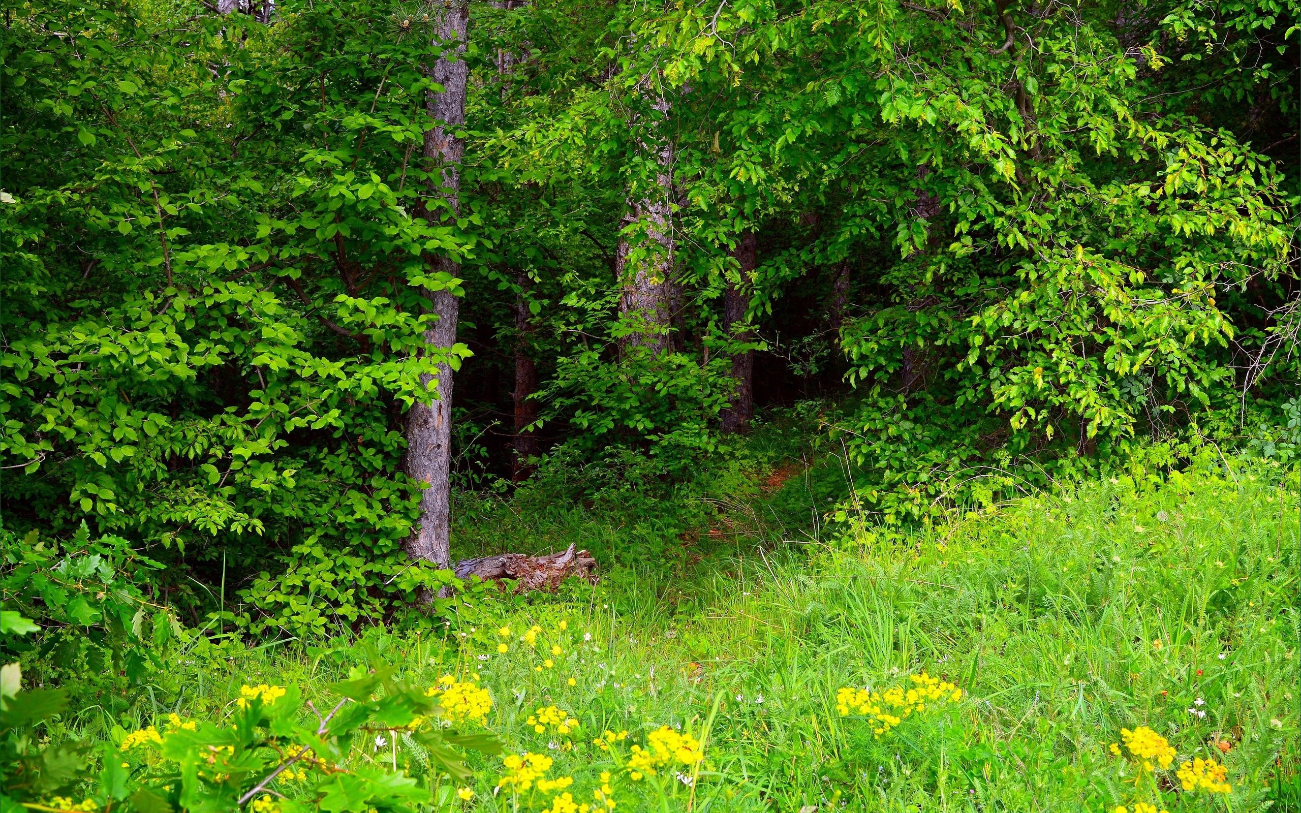 Обои трава, зелень, лес, весна, весенние, грин, grass, greens, forest, spring, green разрешение 3002x1921 Загрузить