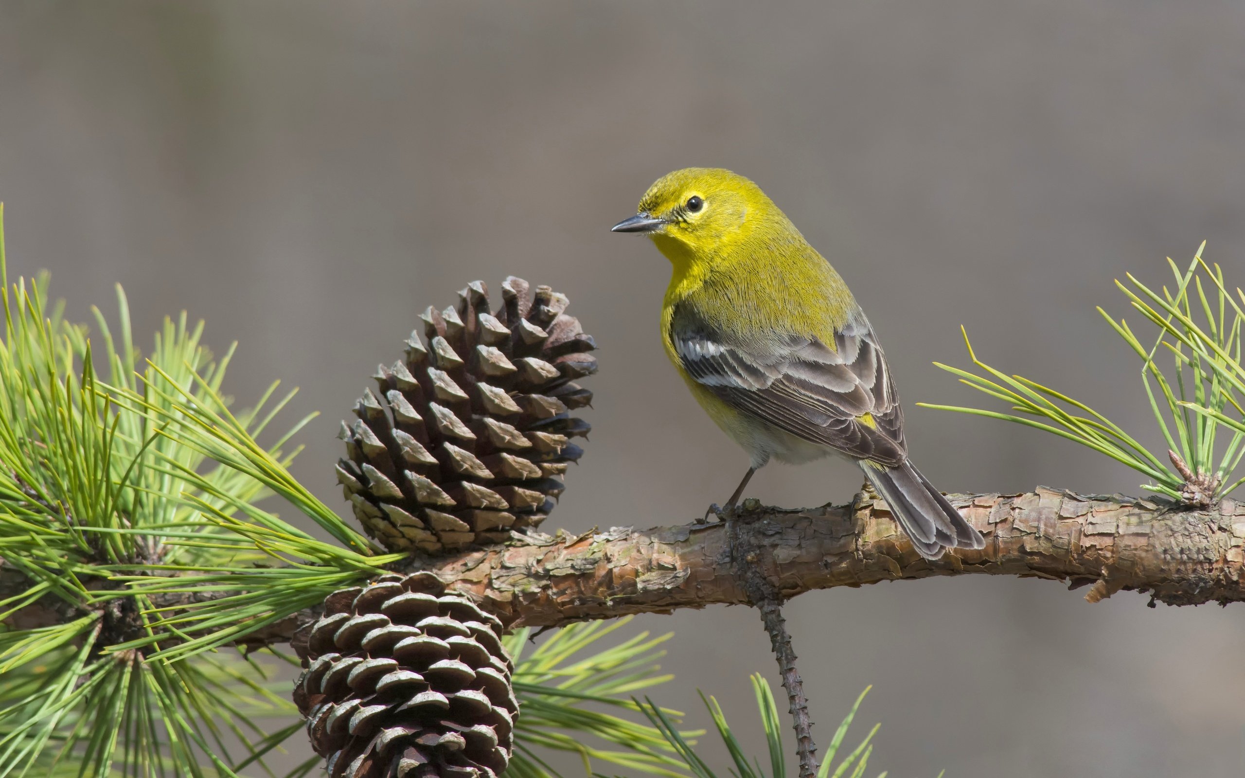 Обои ветка, птица, шишки, сосна, сосновый лесной певун, branch, bird, bumps, pine, pine forest songster разрешение 4530x3020 Загрузить