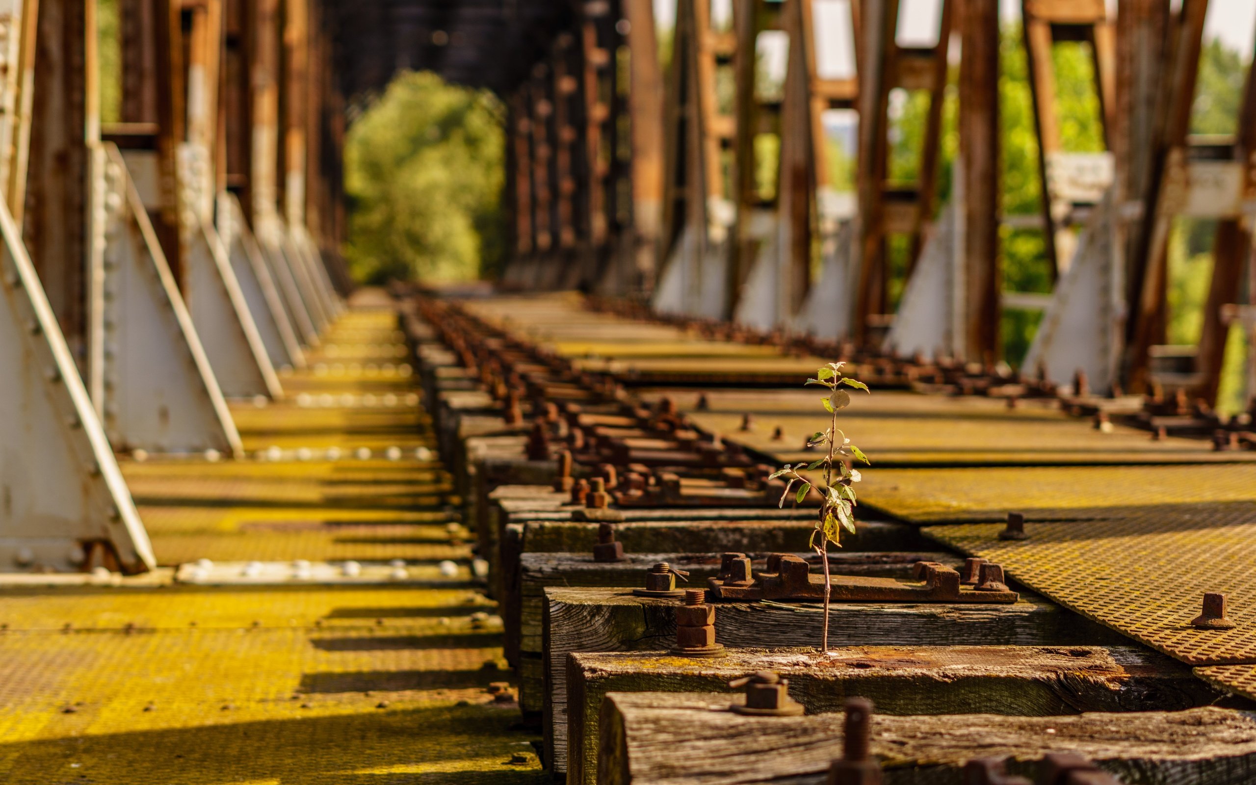 Обои железная дорога, шпалы, мост, росток, деревце, railroad, sleepers, bridge, rostock, tree разрешение 6000x4000 Загрузить